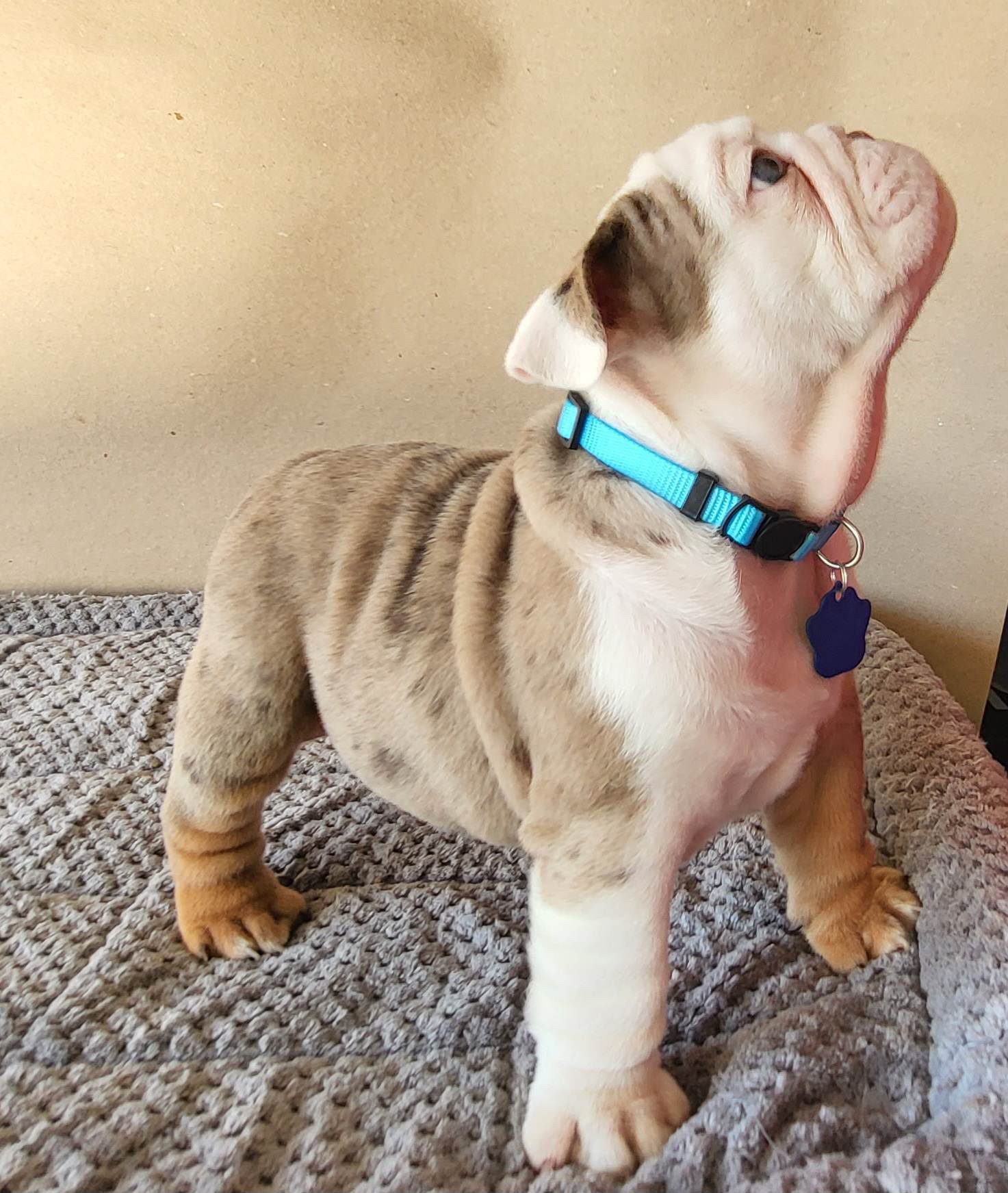 French bulldog lilac fluffy female Georgina - 4