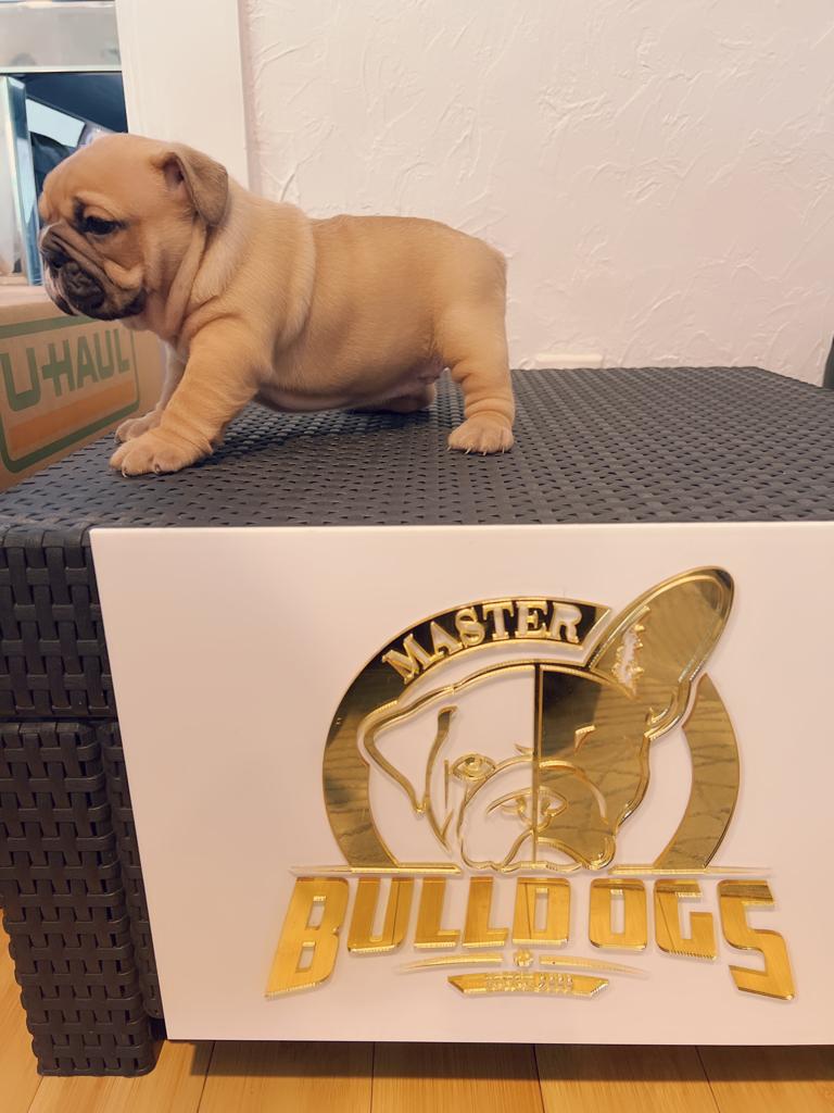 Our Micro Bully Stud - 2