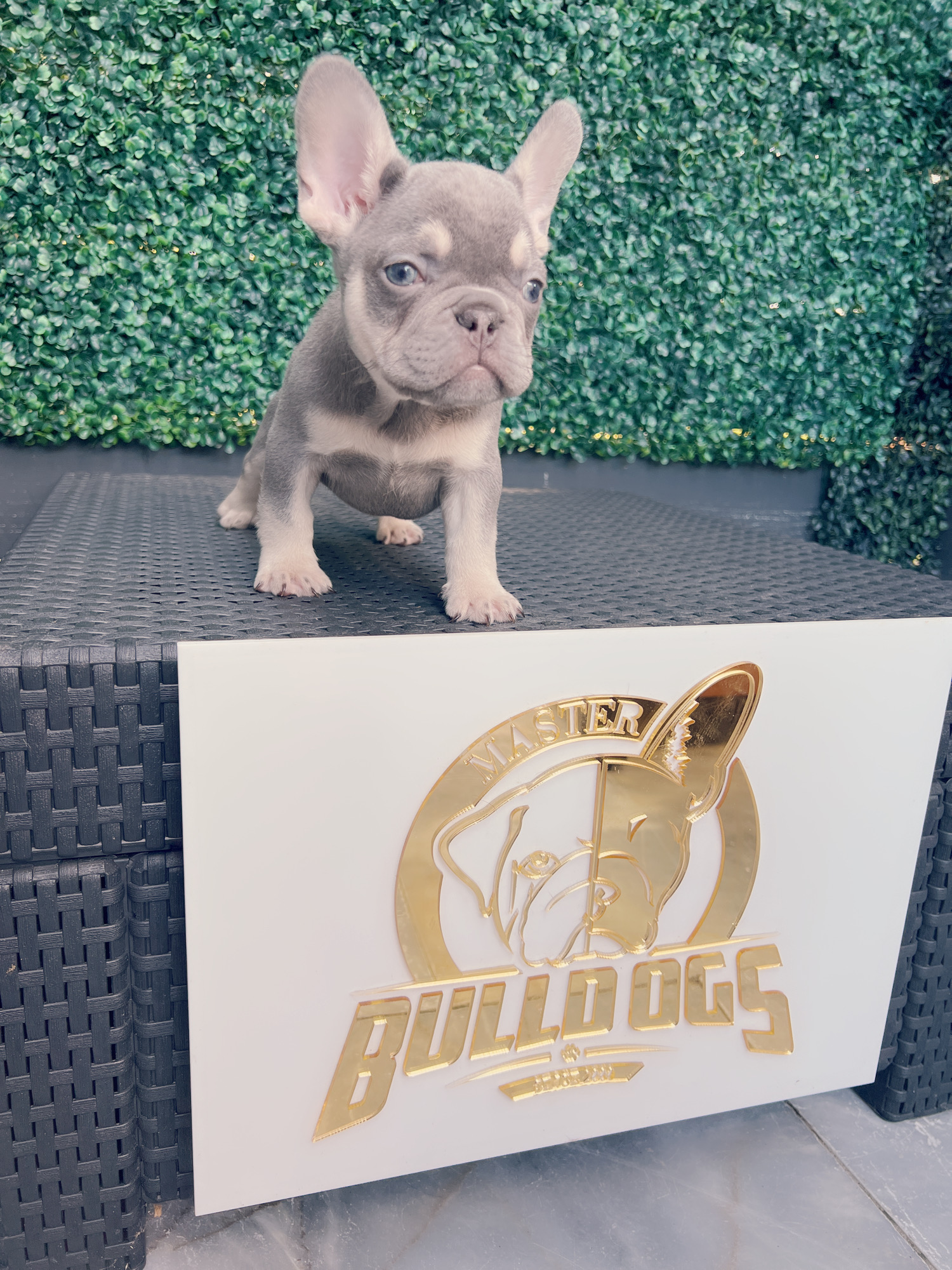 French bulldog lilac and tan female Frida. - 7