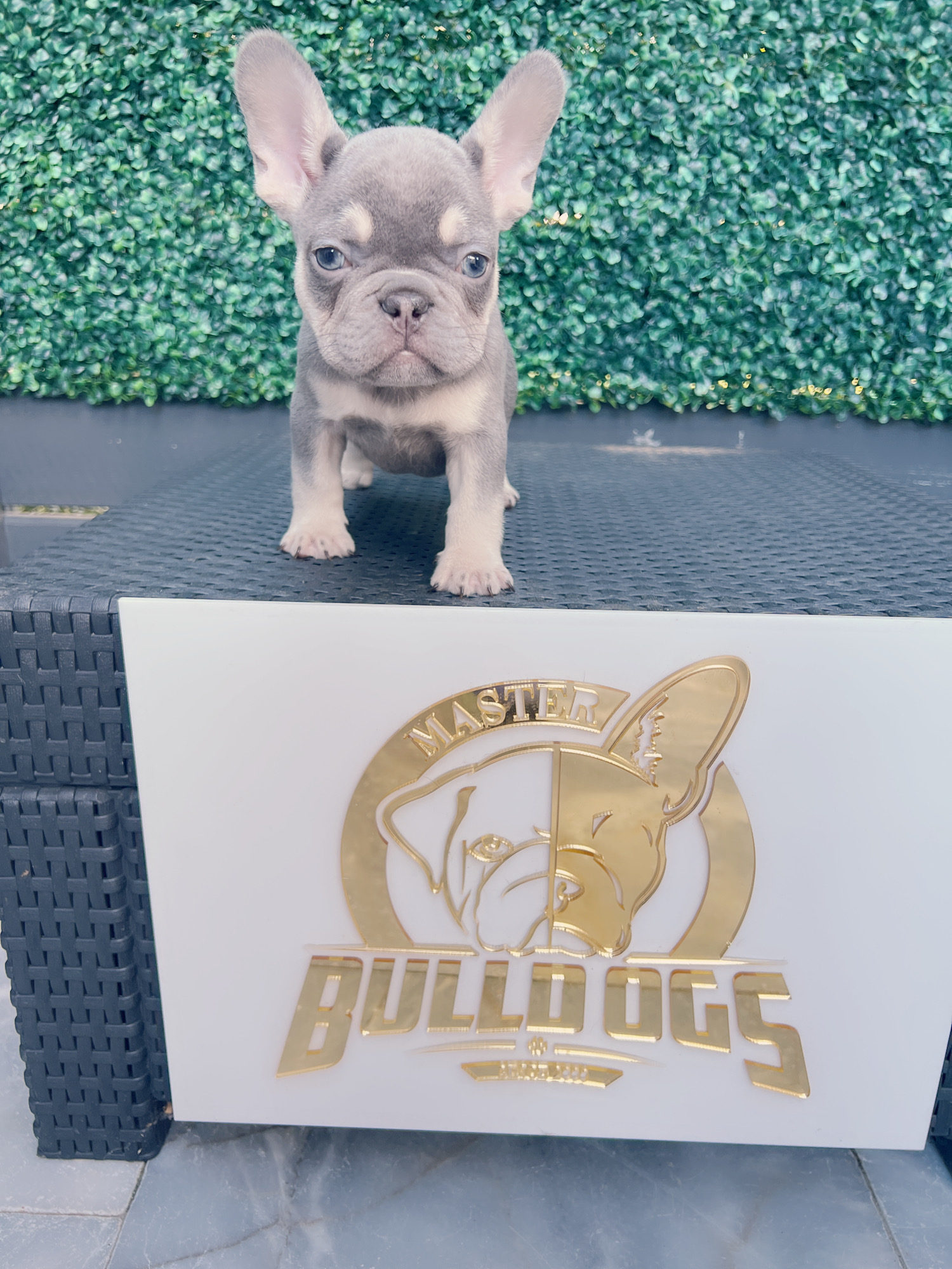 French bulldog lilac and tan female Frida. - 4