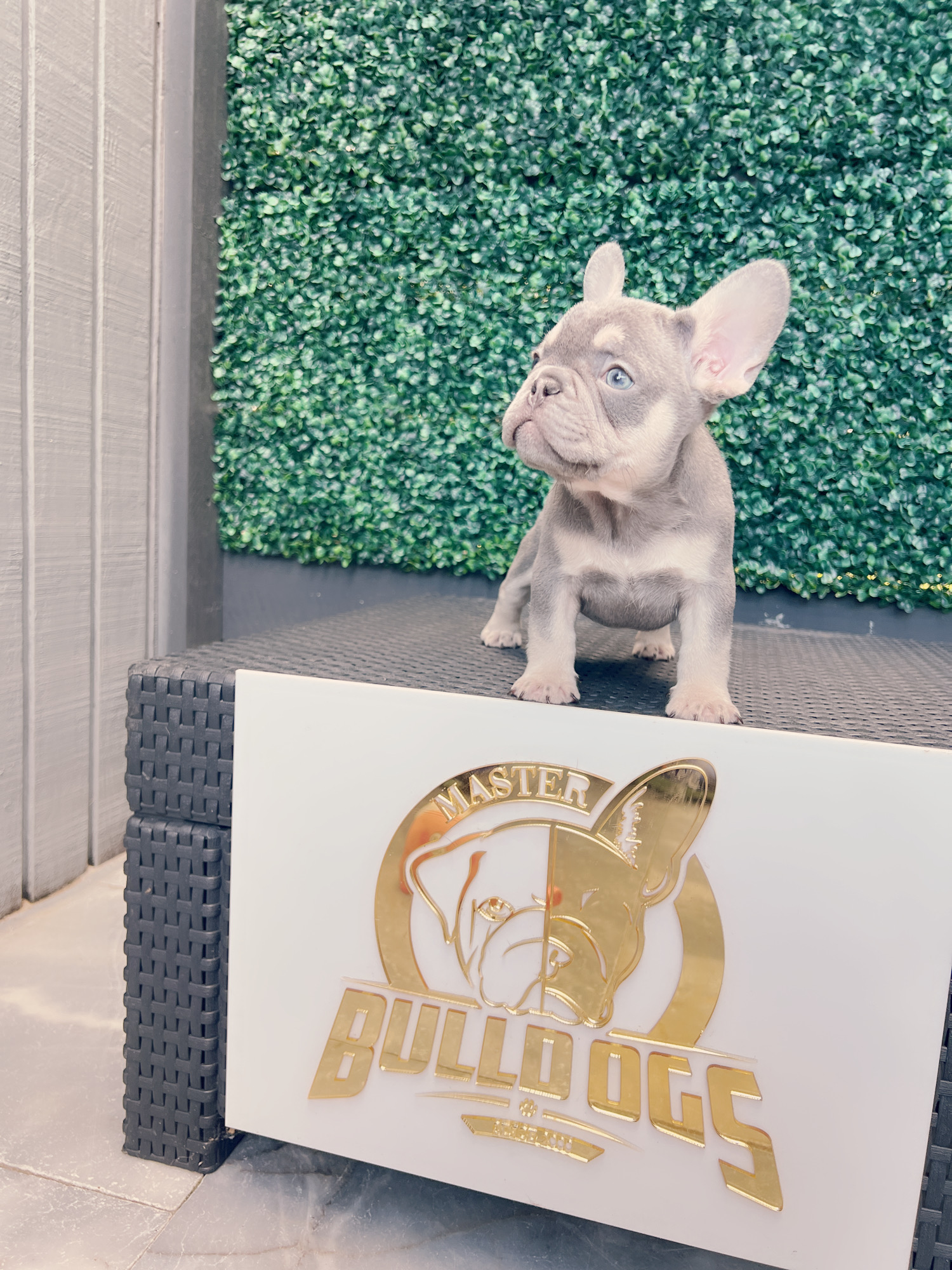 French bulldog lilac and tan female Frida.