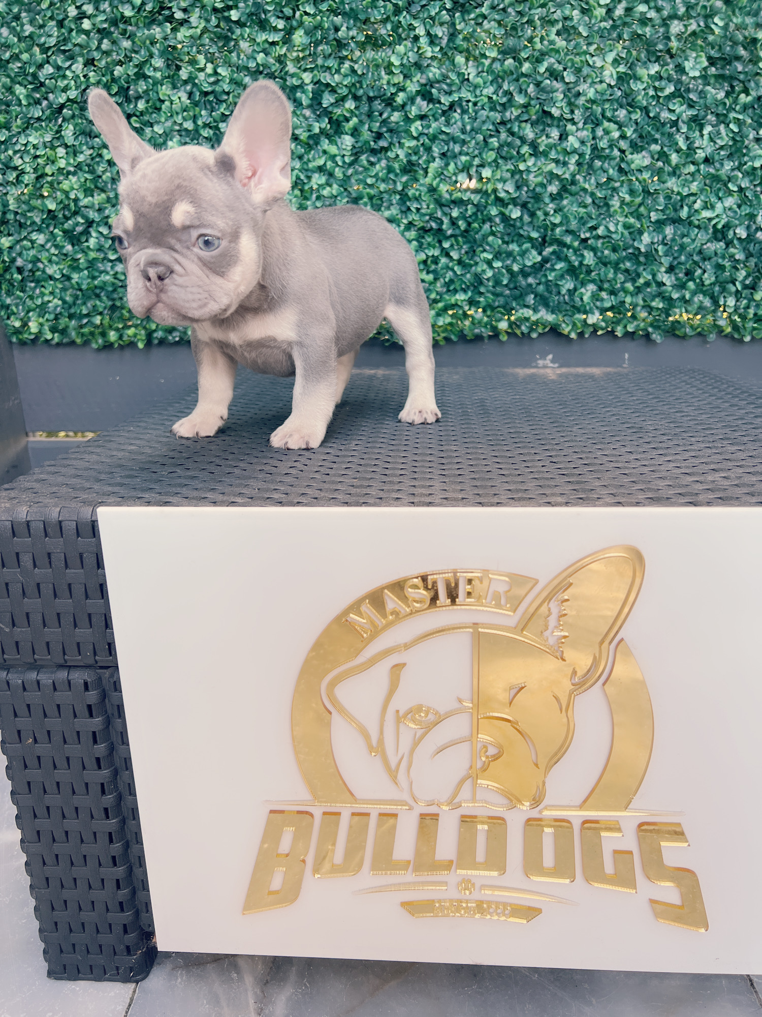 French bulldog lilac and tan female Frida. - 2