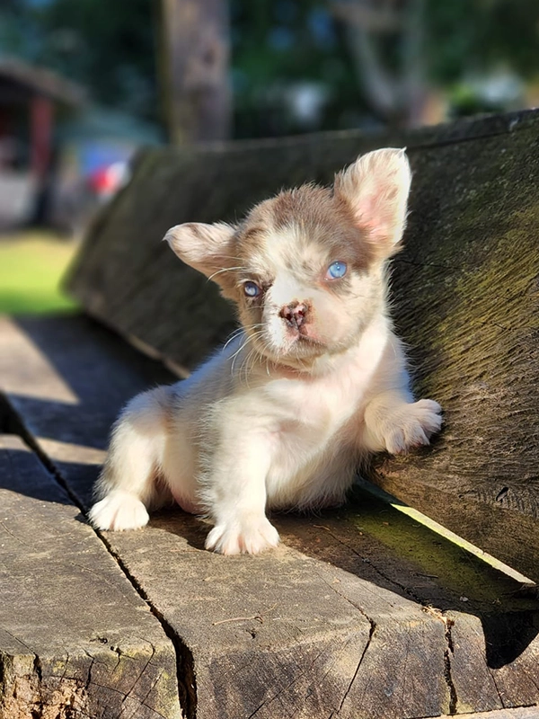 How to Cut My Dog\'s Nails? - 3