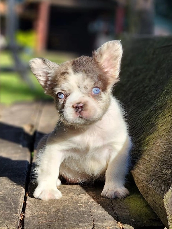 How to Cut My Dog\'s Nails? - 4