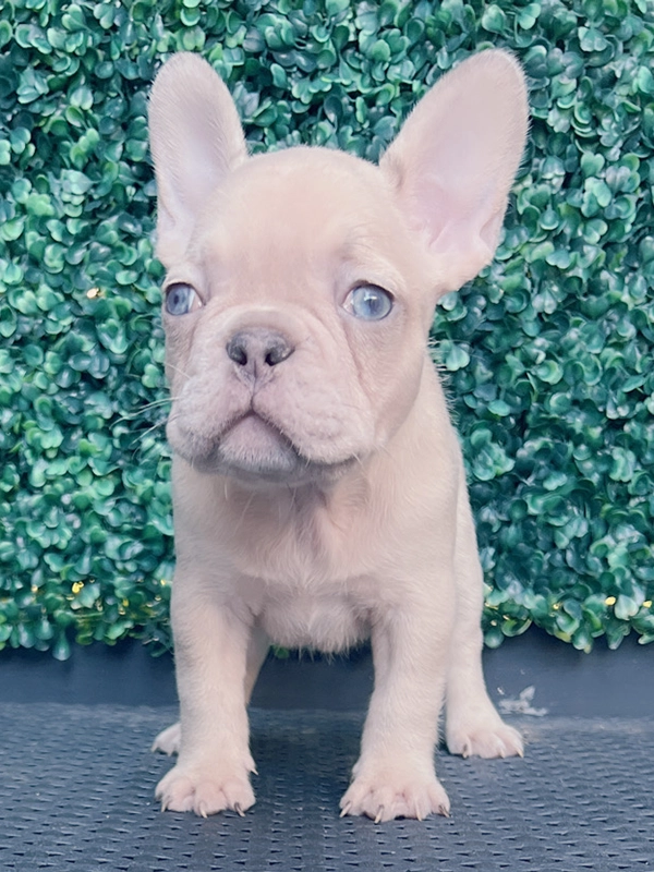English bulldog lilac Merle and tan male mini Elvis - 5