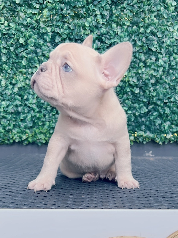 English bulldog lilac Merle and tan male mini Elvis - 4