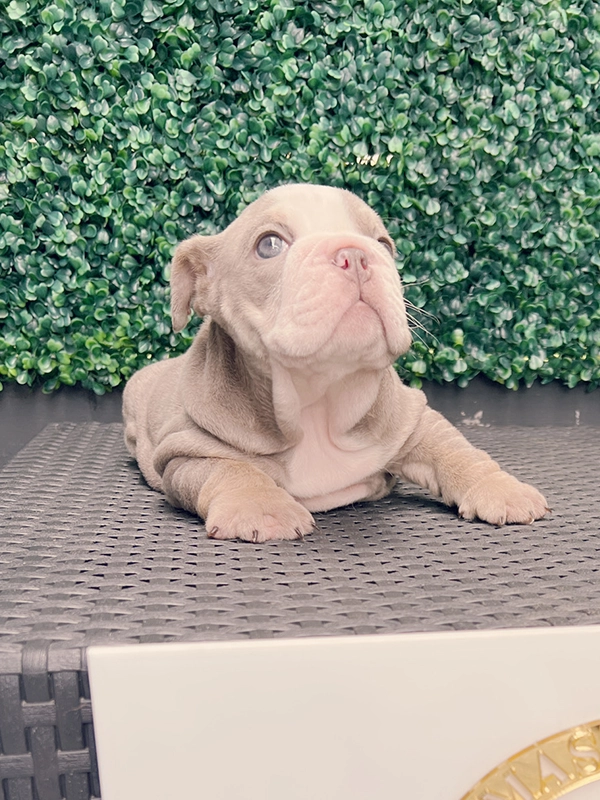 French bulldog blue male Nelson