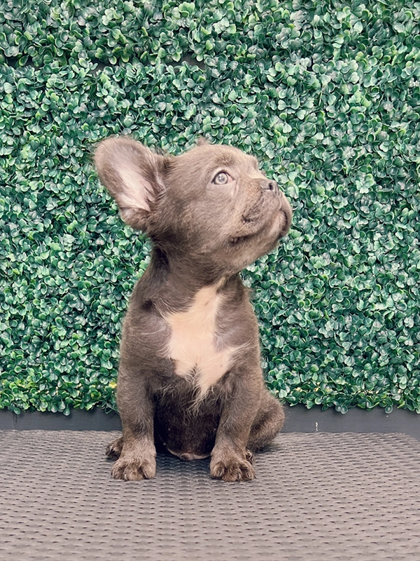 French bulldog blue male Nelson - 5