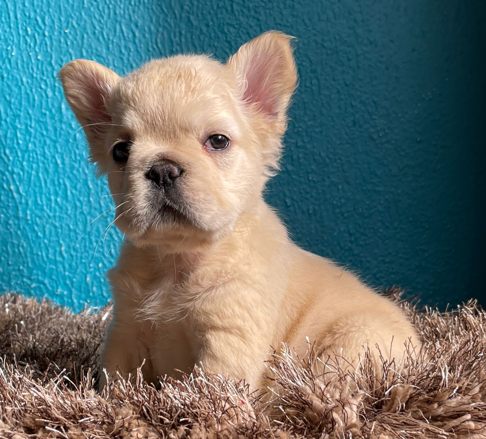 English Bulldog lilac tree and tan female Jlo