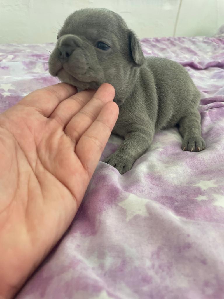 Frenchie Blue Merle and tan Isabella and fluffy carrier female, La pecosa - 2