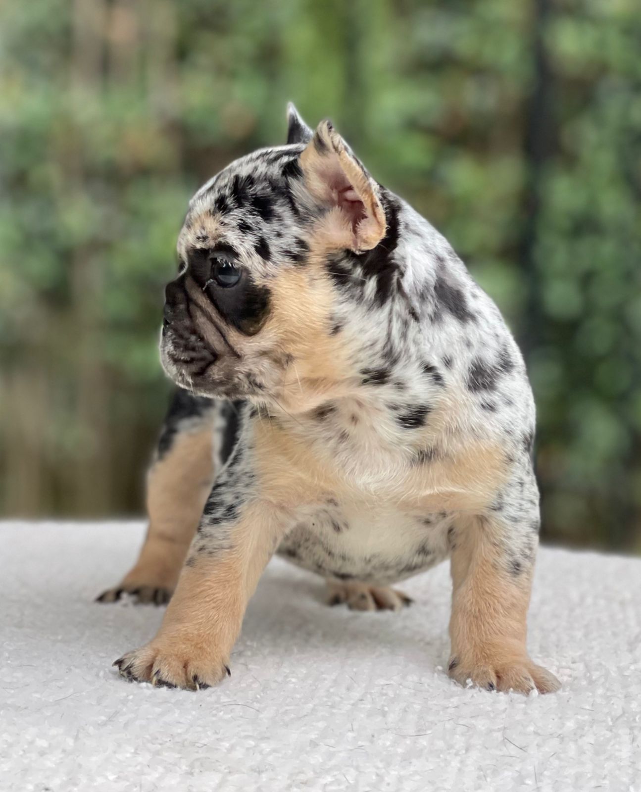 French bulldogs crema fluffy female Antonella