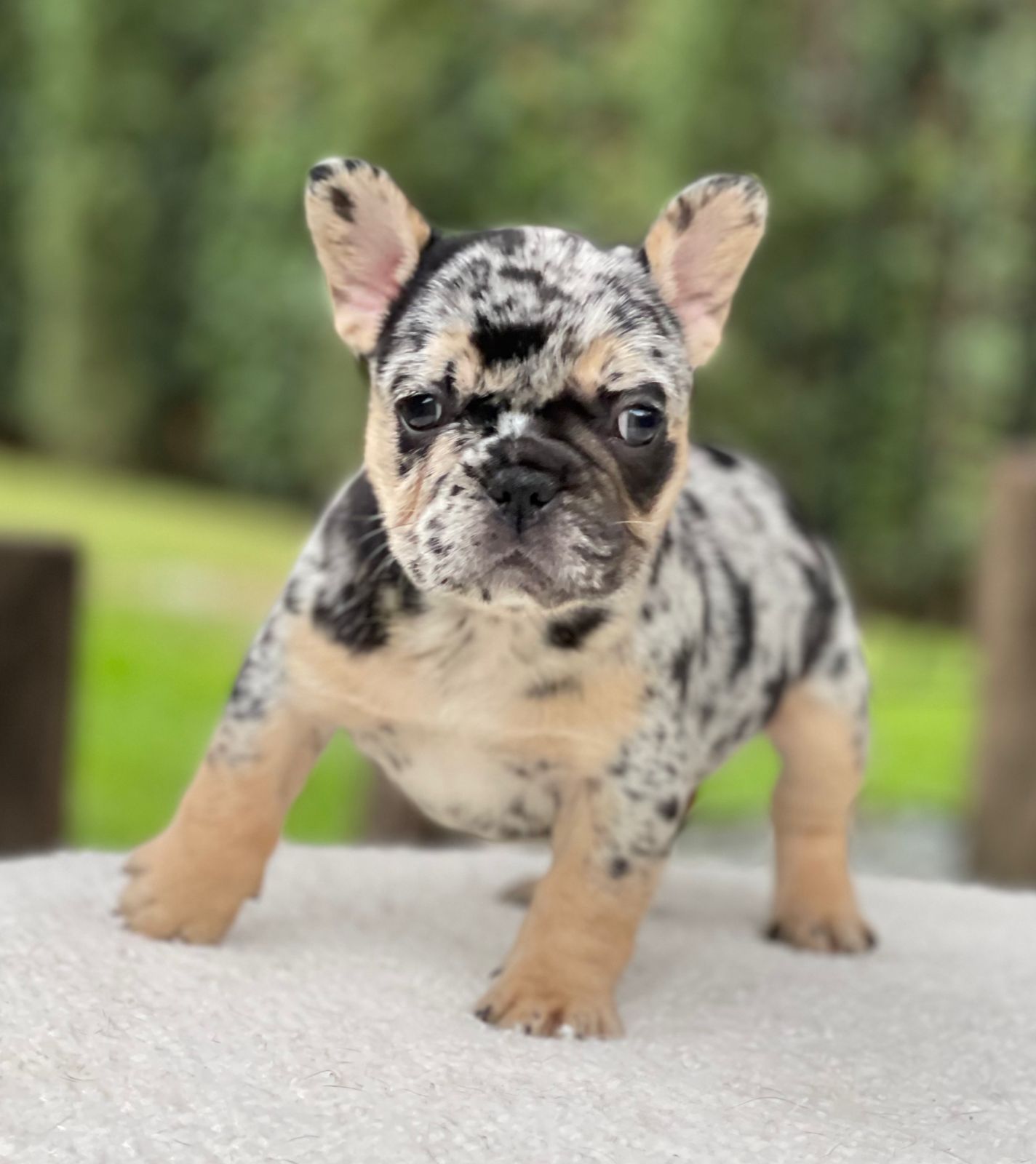 French bulldogs crema fluffy female Antonella - 8