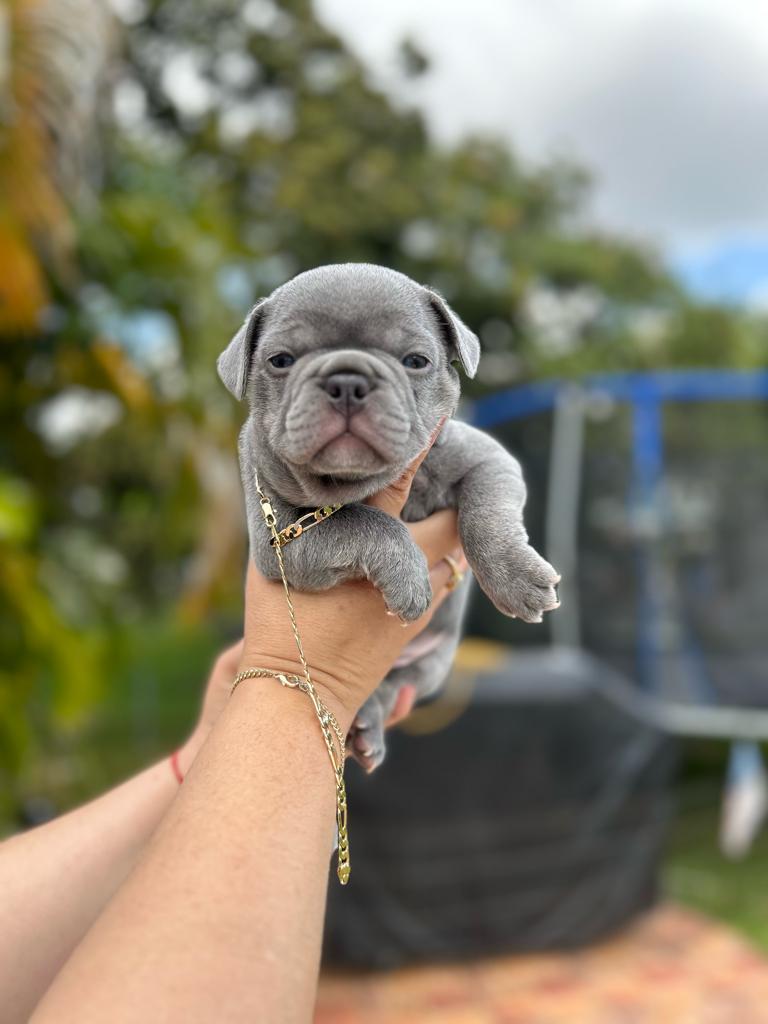 Frenchie Blue Merle and tan Isabella and fluffy carrier female, La pecosa