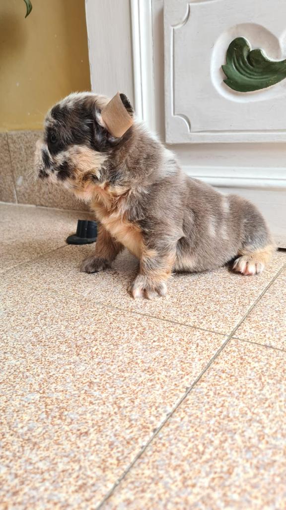 Lilac French bulldogs male - 5