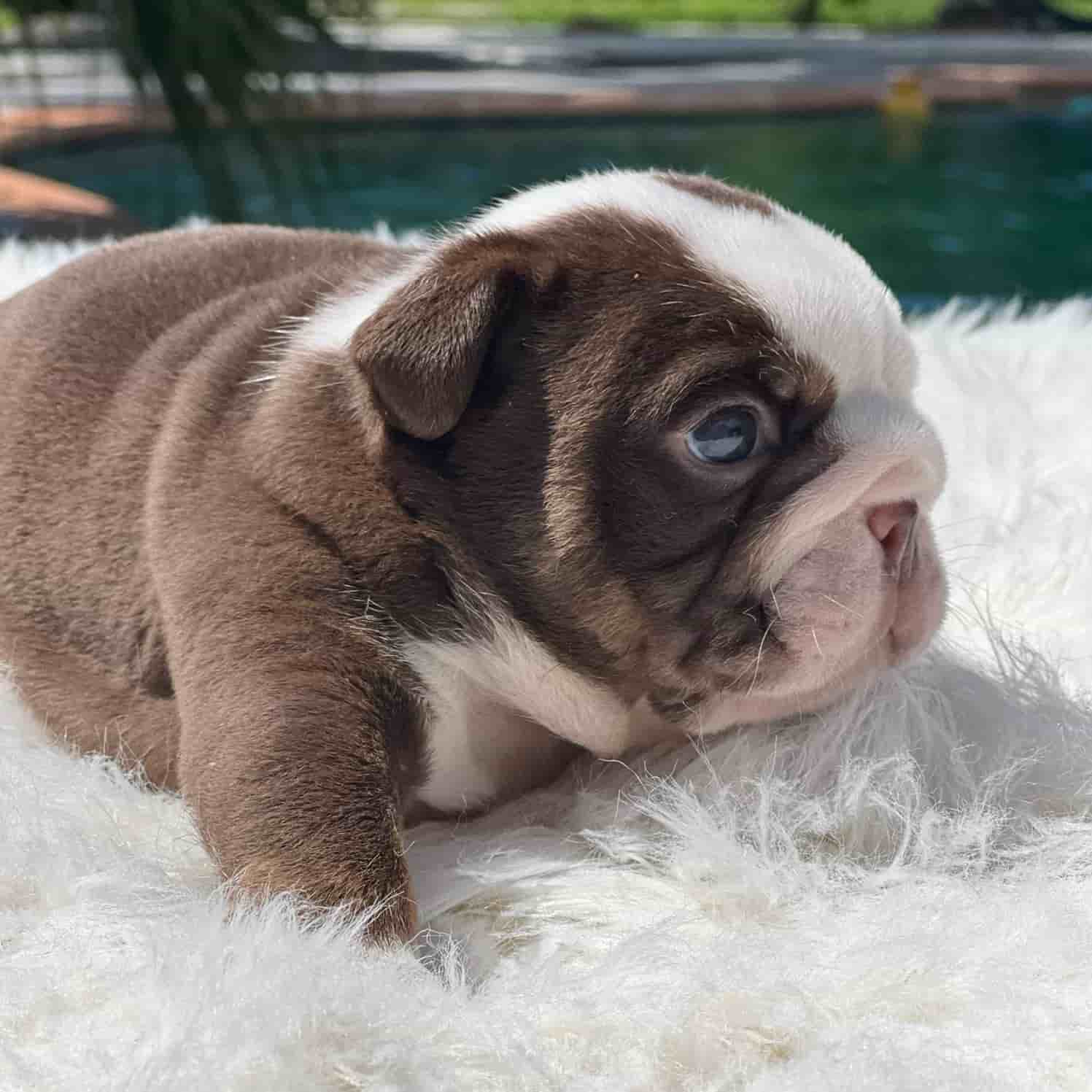 French Bulldog Chocolate fluffy Female available , Master bulldogs Minnie Mouse - 4