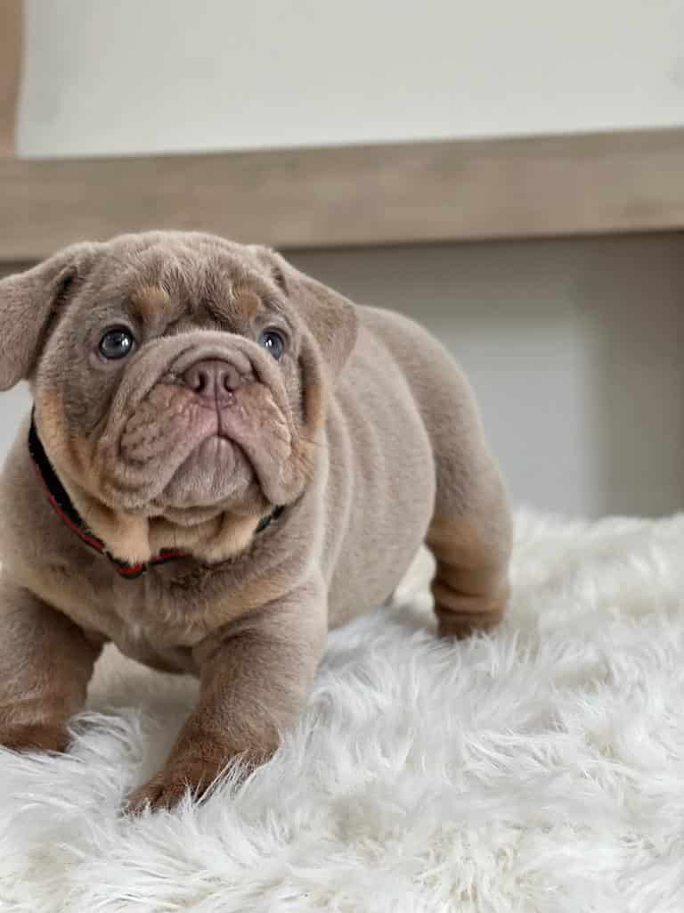 French Bulldog Chocolate fluffy Female available , Master bulldogs Minnie Mouse - 10