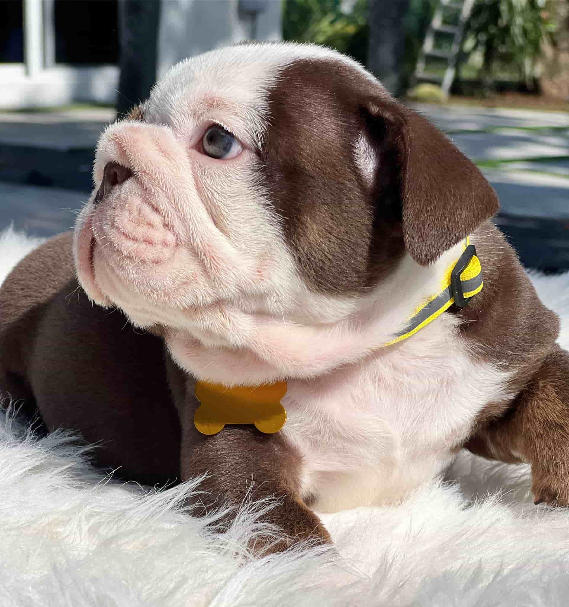 French Bulldog Chocolate fluffy Female available , Master bulldogs Minnie Mouse - 13