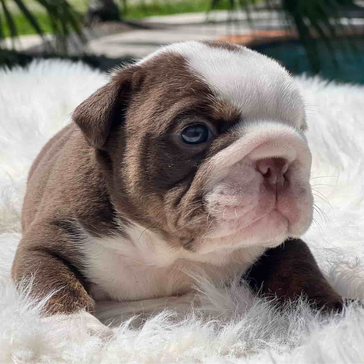 French Bulldog Chocolate fluffy Female available , Master bulldogs Minnie Mouse - 5