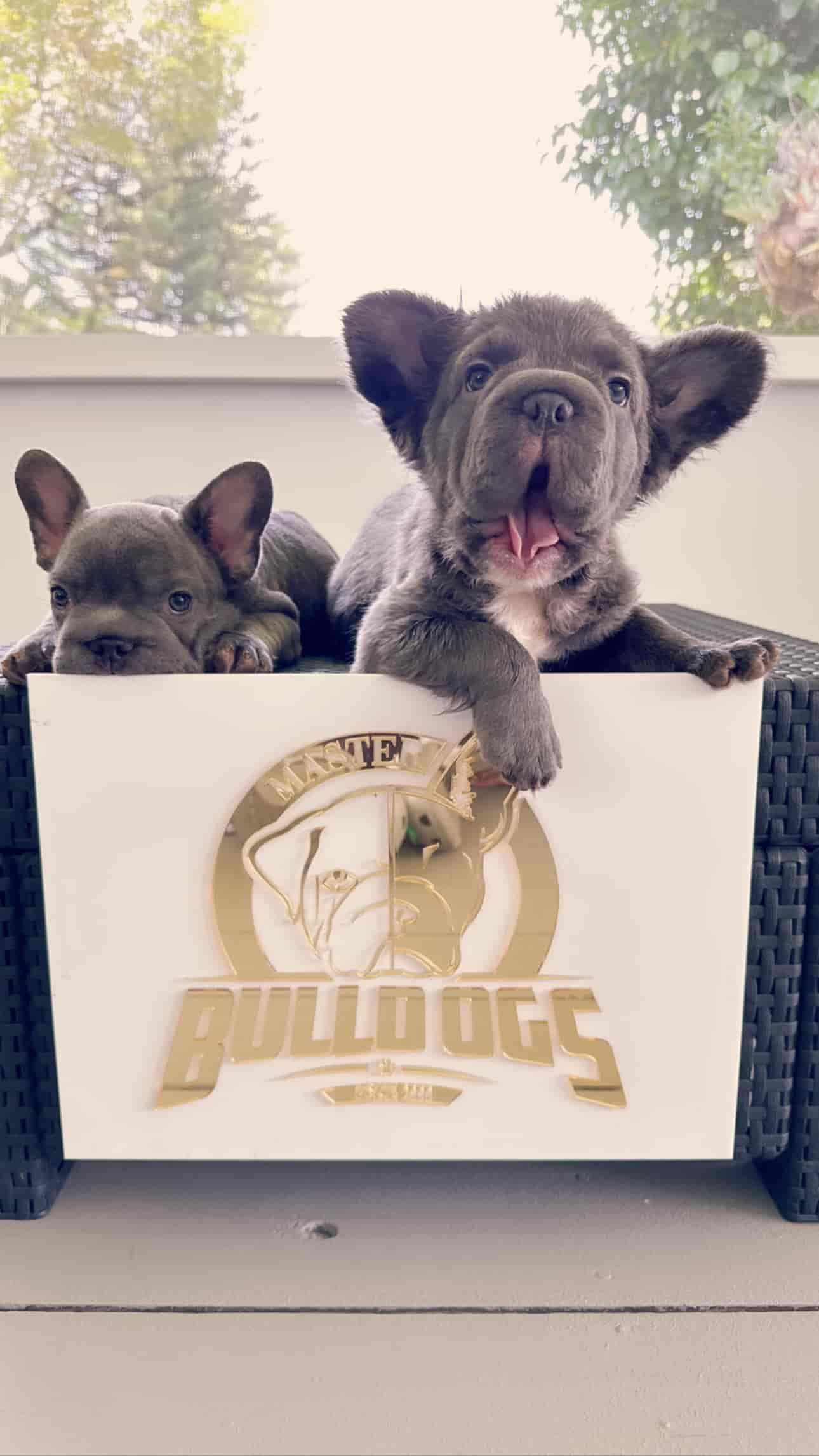 French Bulldog Black Big Rope Female Now Pitufina - 4