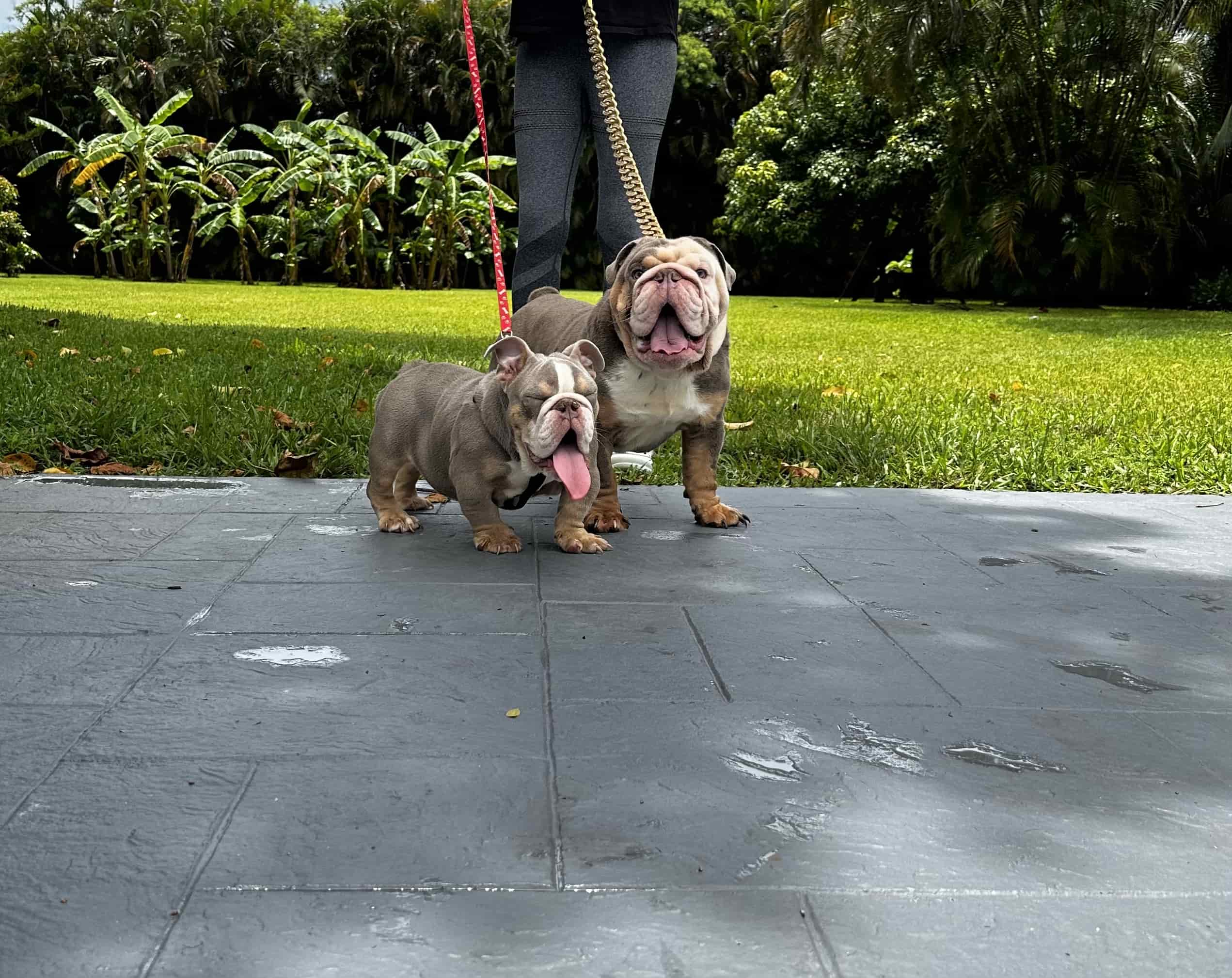 Pets Hotel / Overnight Services​ - 18