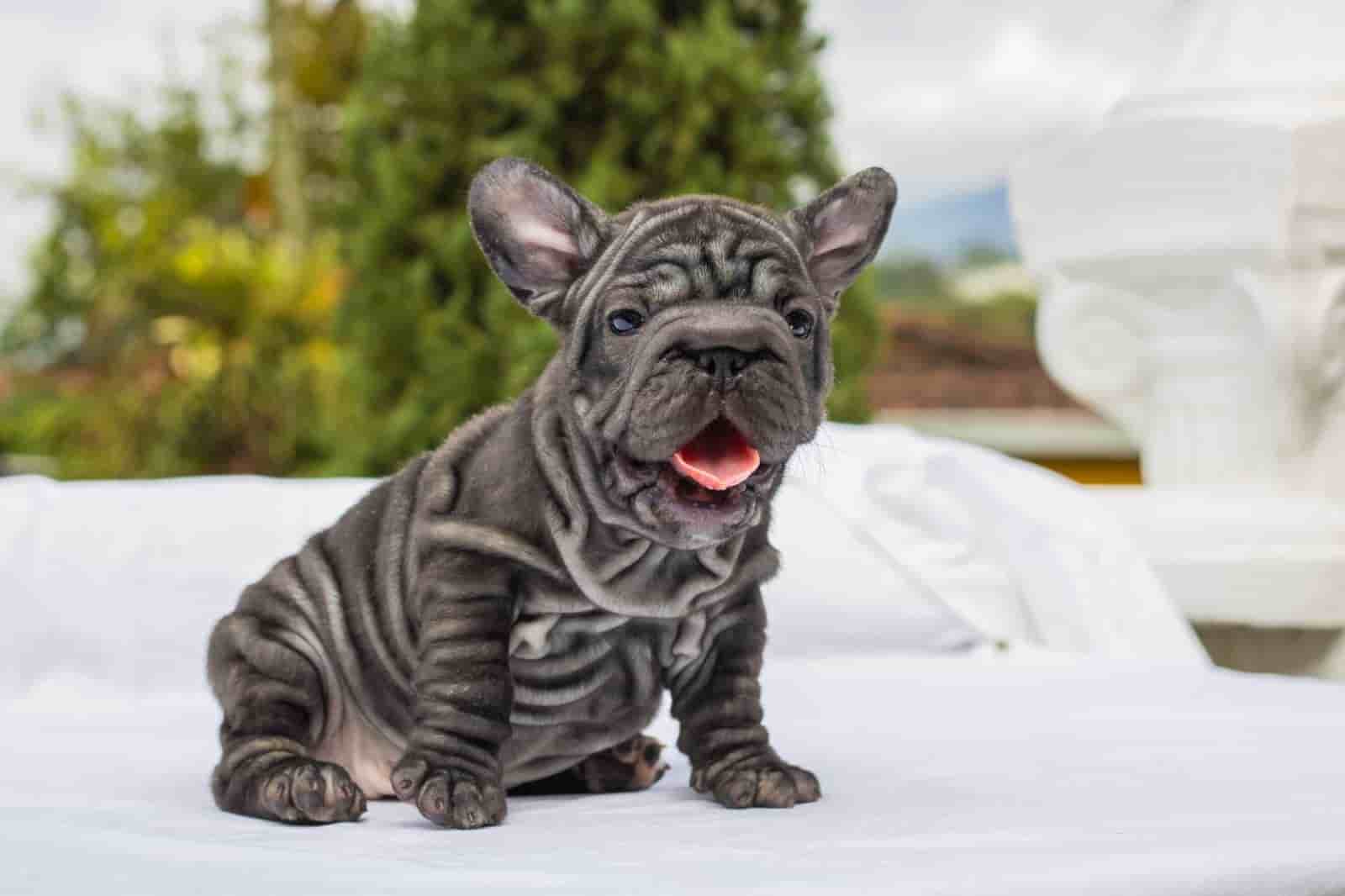 French bulldog blue merle female Antonella - 3