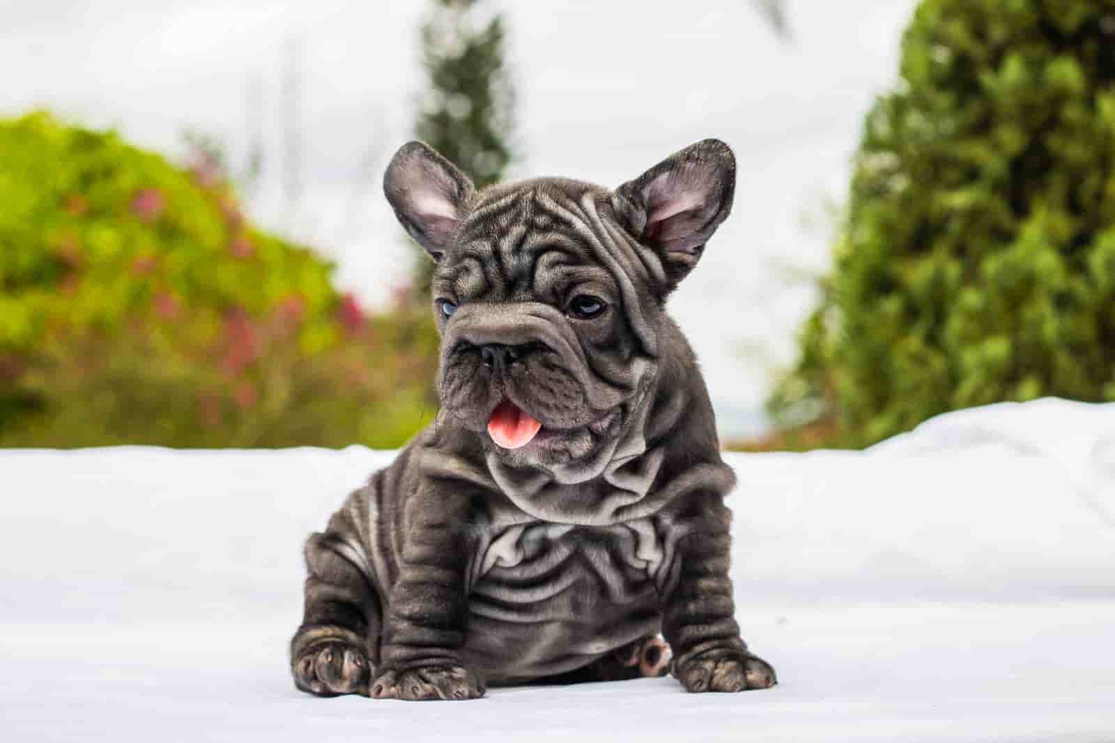 French bulldog blue merle female Antonella