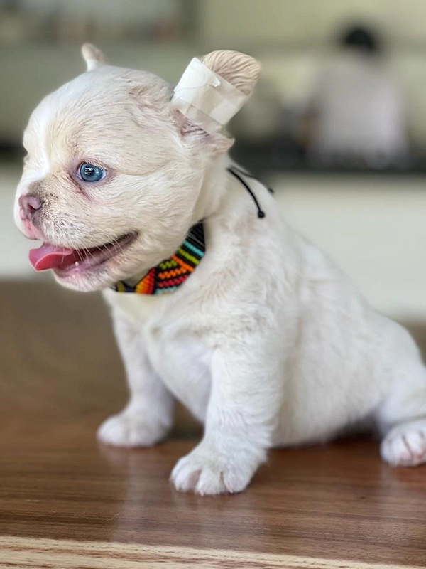 Frenchie merle fluffy female, Barbie - 4