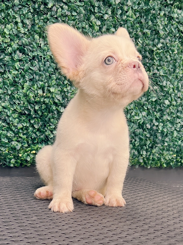 Frenchie merle fluffy female, Barbie - 10