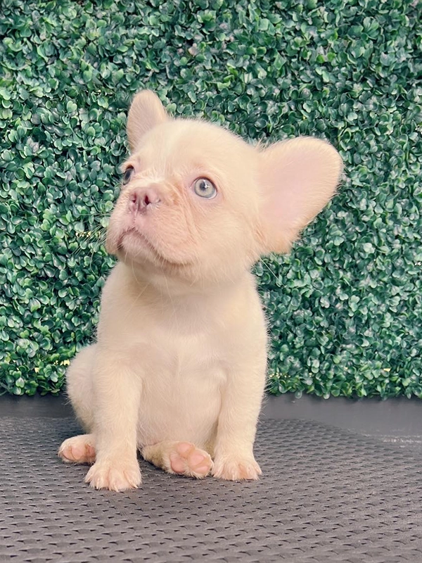 Frenchie merle fluffy female, Barbie - 8