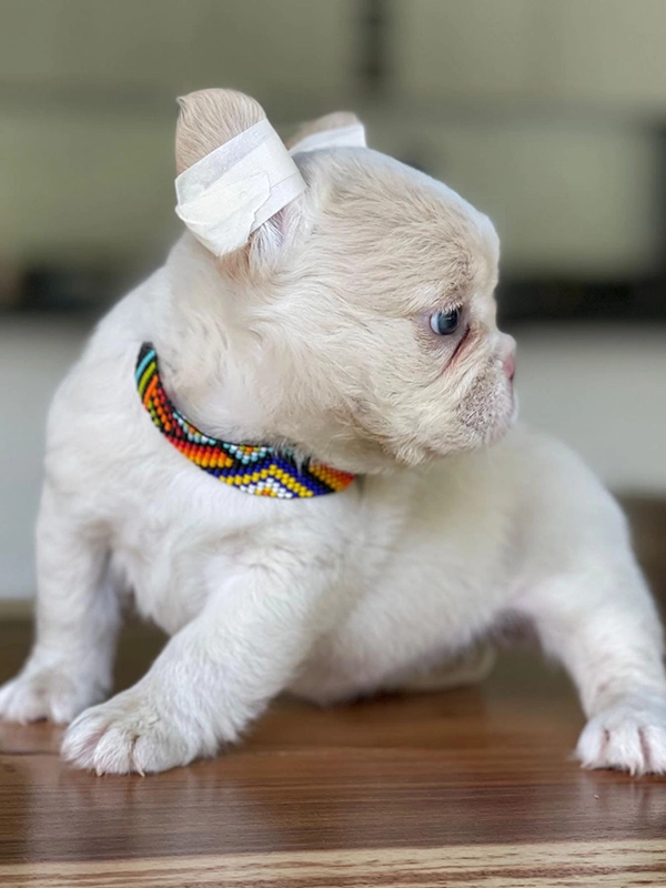 Frenchie merle fluffy female, Barbie - 6