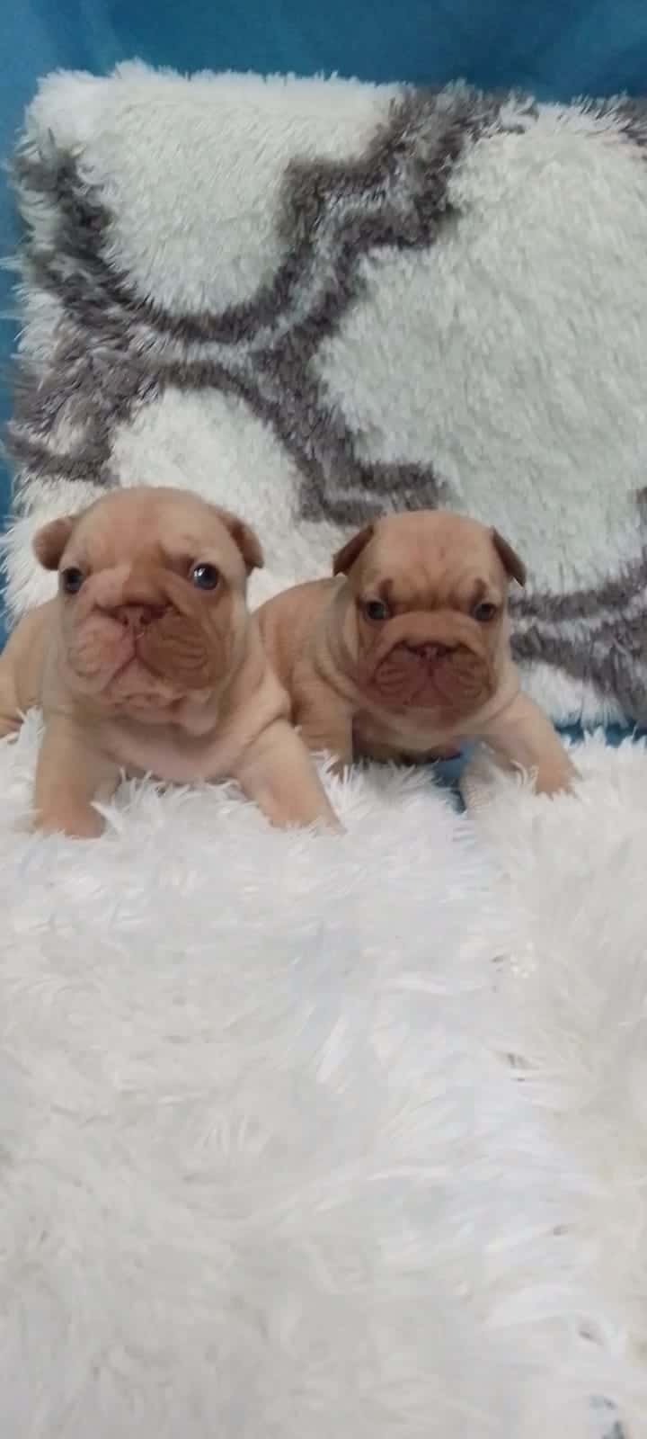 A Comprehensive Guide to French Bulldogs: Breed Overview and Care Tips - 2