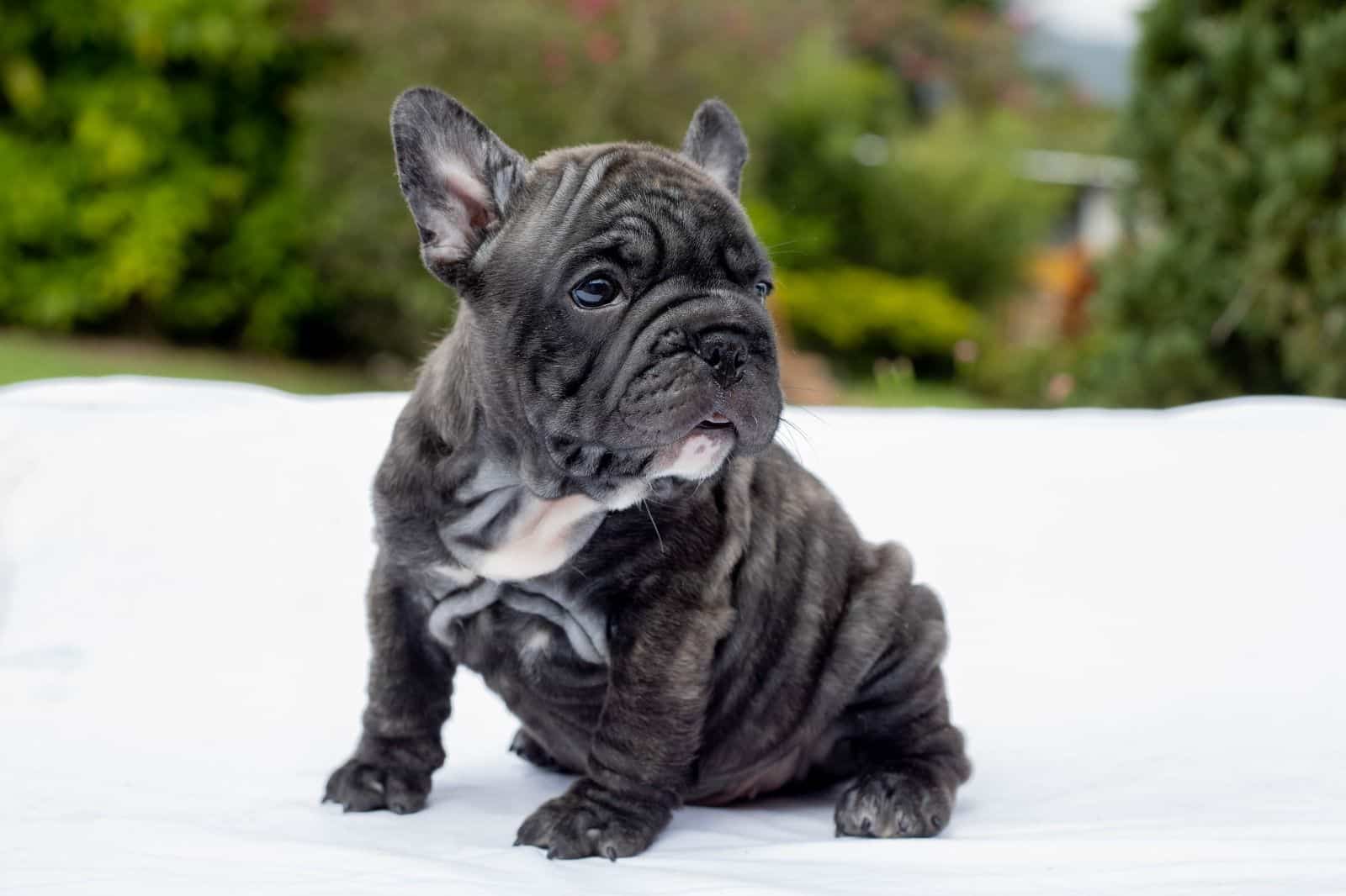 French bulldog blue and tan fluffy female available now, Master Bulldogs Antonela