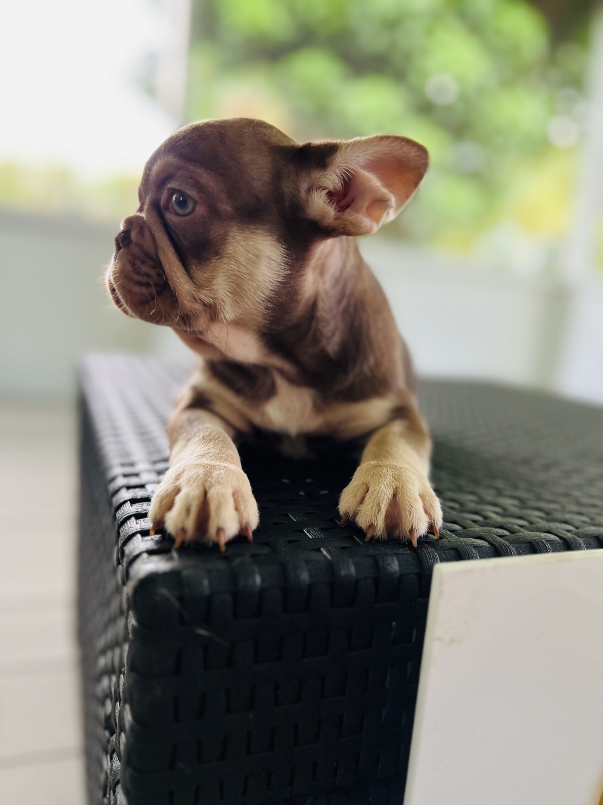 Big Rope Frenchies: Unraveling their Genetics - 5