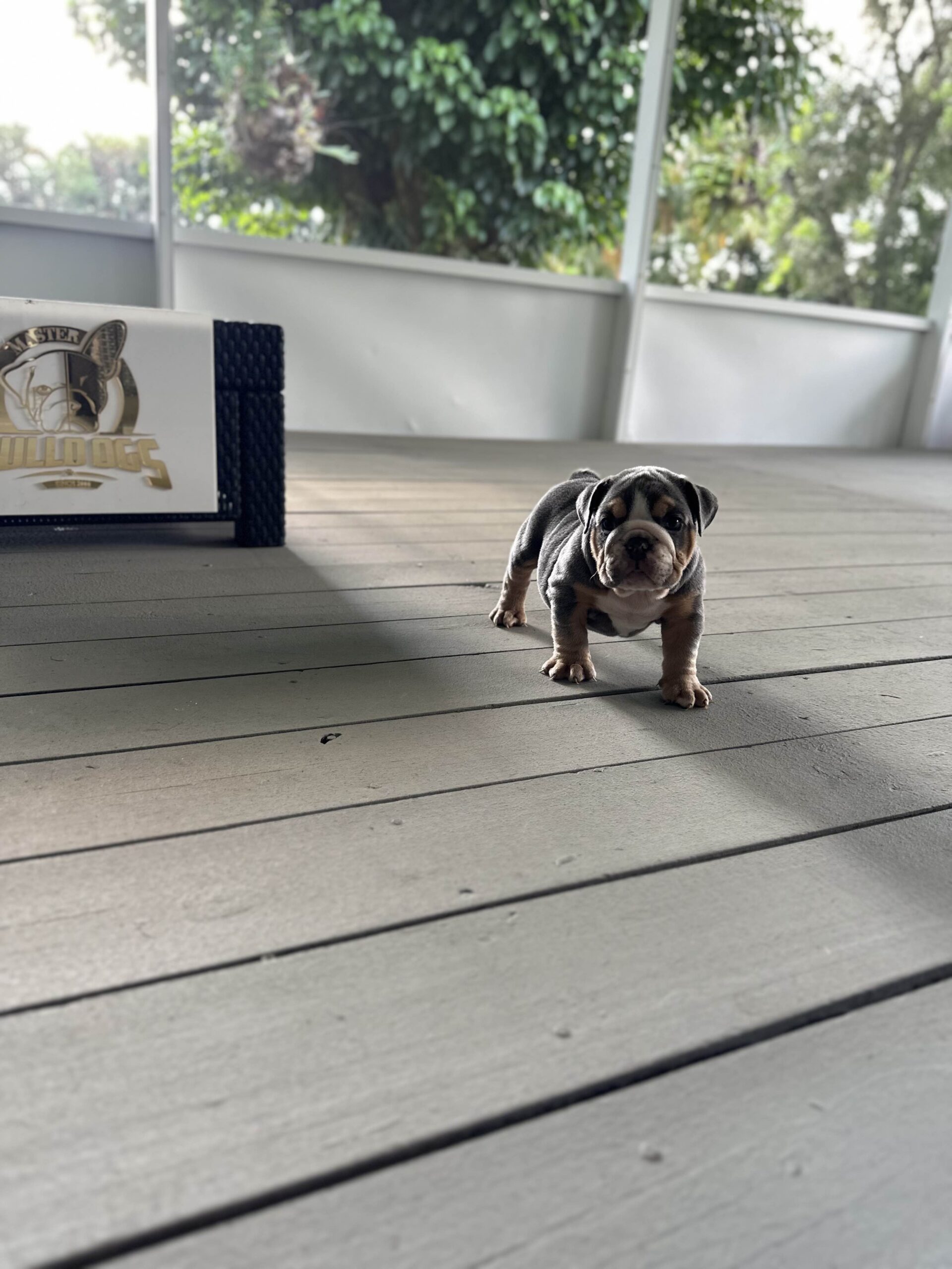 The Colorful Canines: Pink Husky Koi Frenchies and their Unique Aesthetic - 2