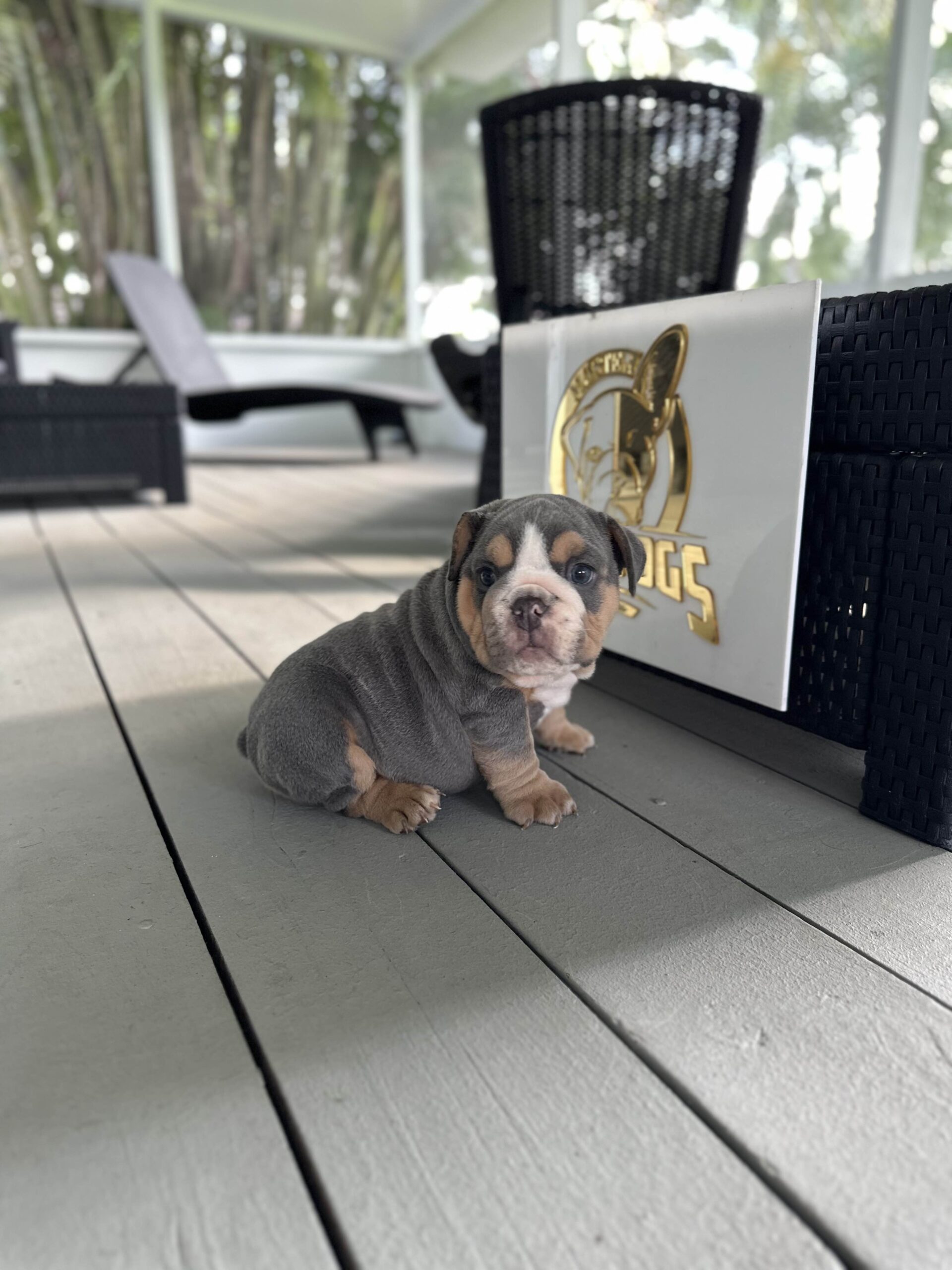 The Colorful Canines: Pink Husky Koi Frenchies and their Unique Aesthetic