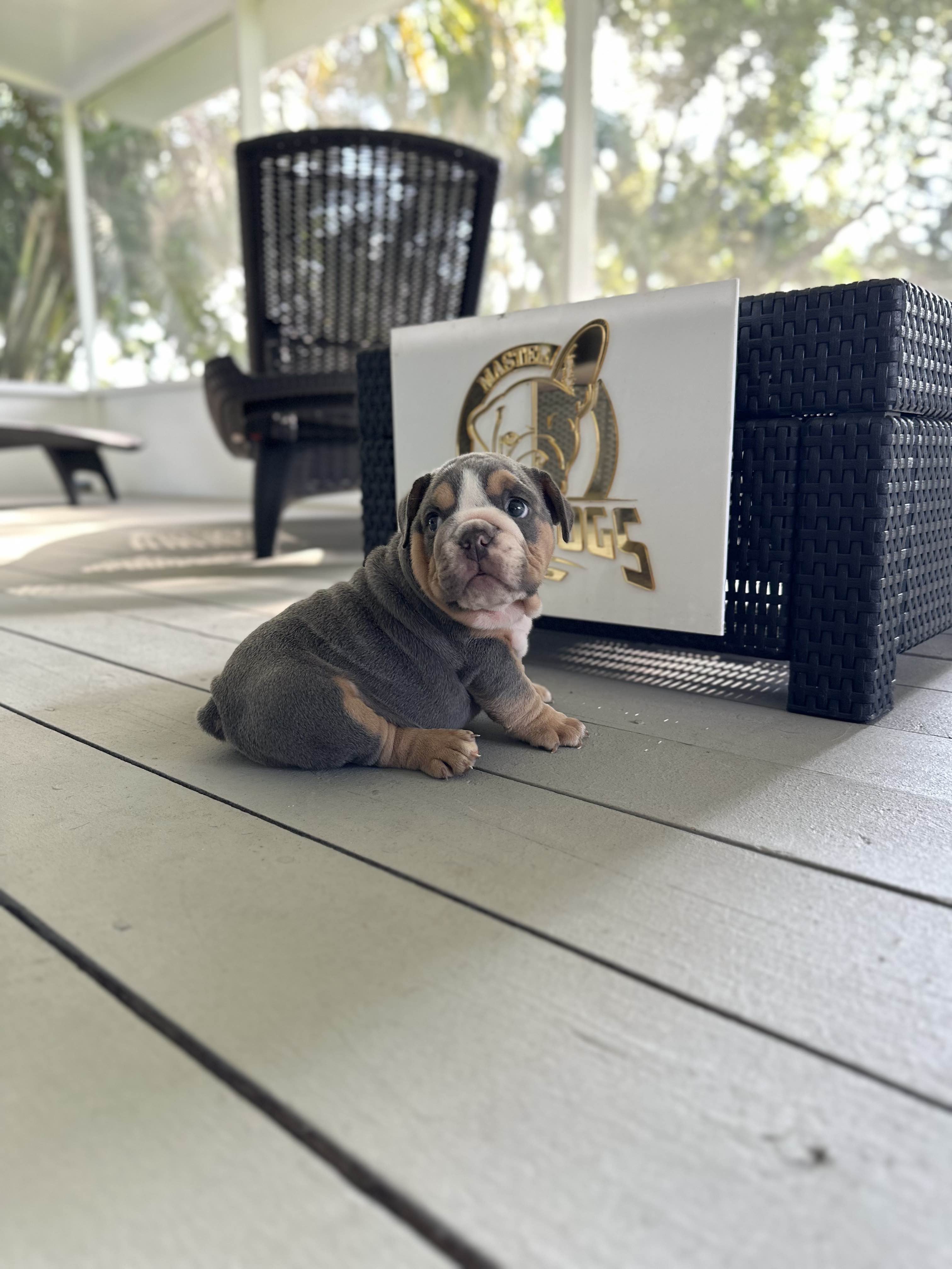 The Colorful Canines: Pink Husky Koi Frenchies and their Unique Aesthetic - 4