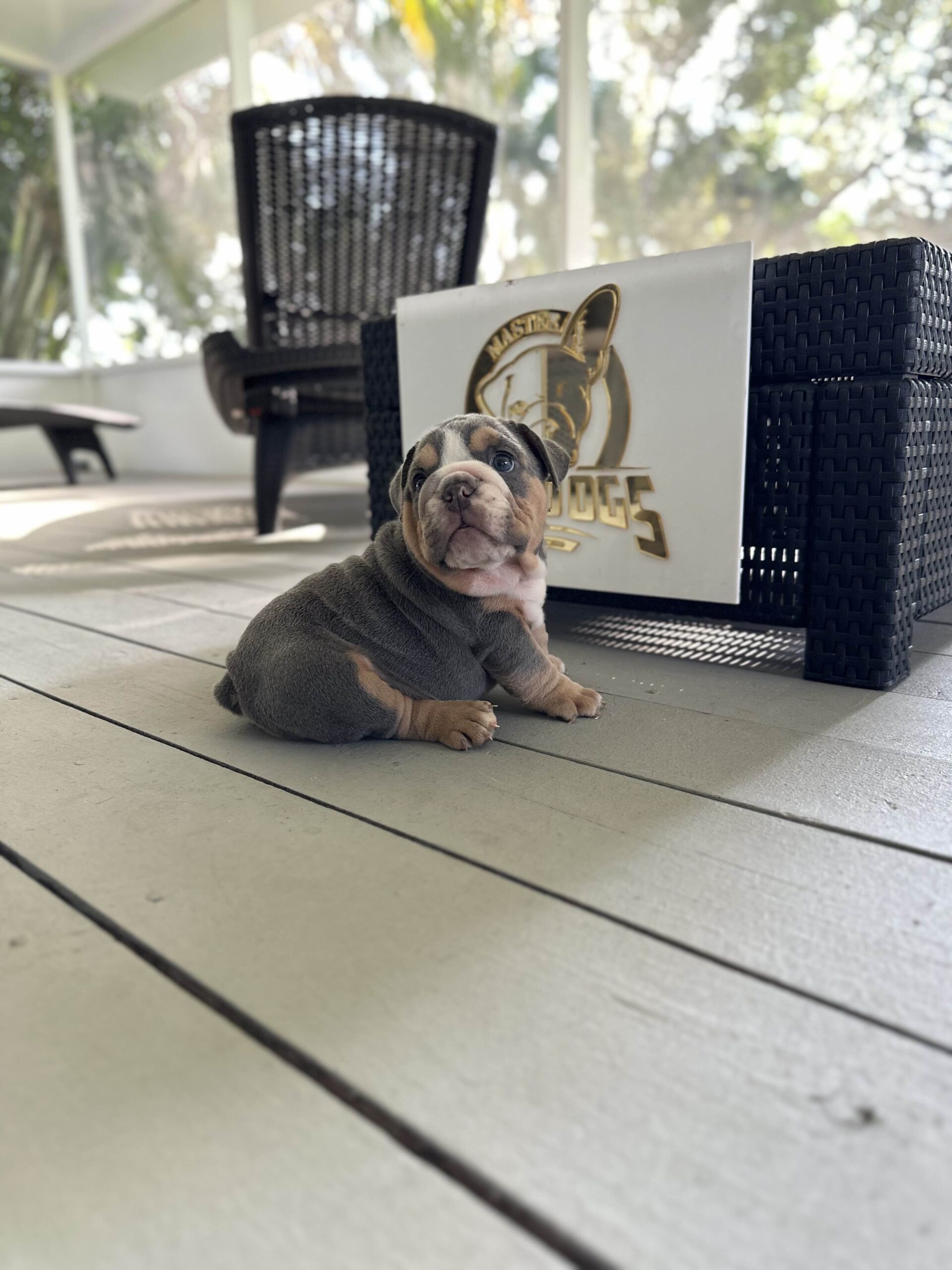 The Colorful Canines: Pink Husky Koi Frenchies and their Unique Aesthetic - 5