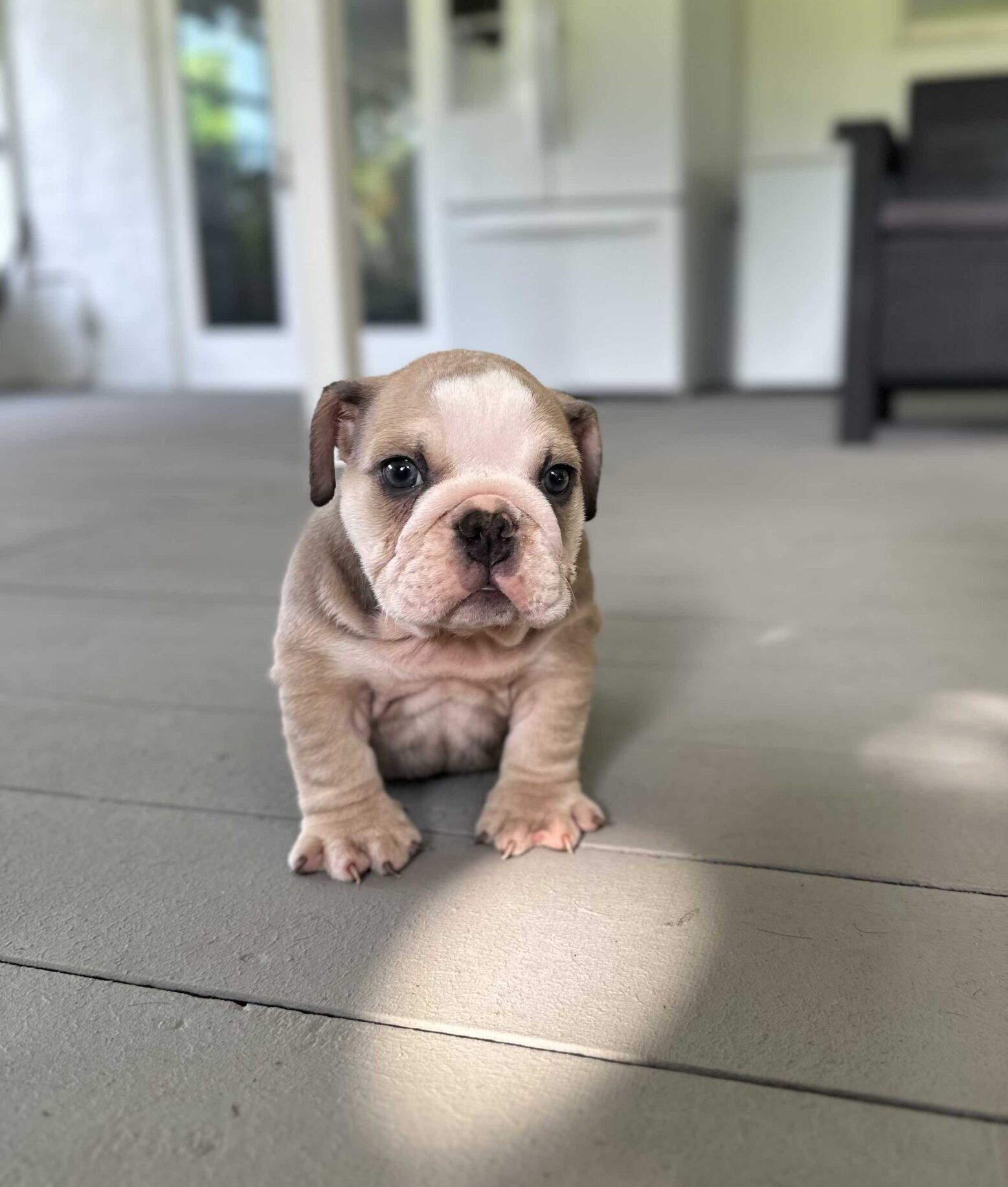 French Bulldog Big Rope Male , master bulldogs Tavo