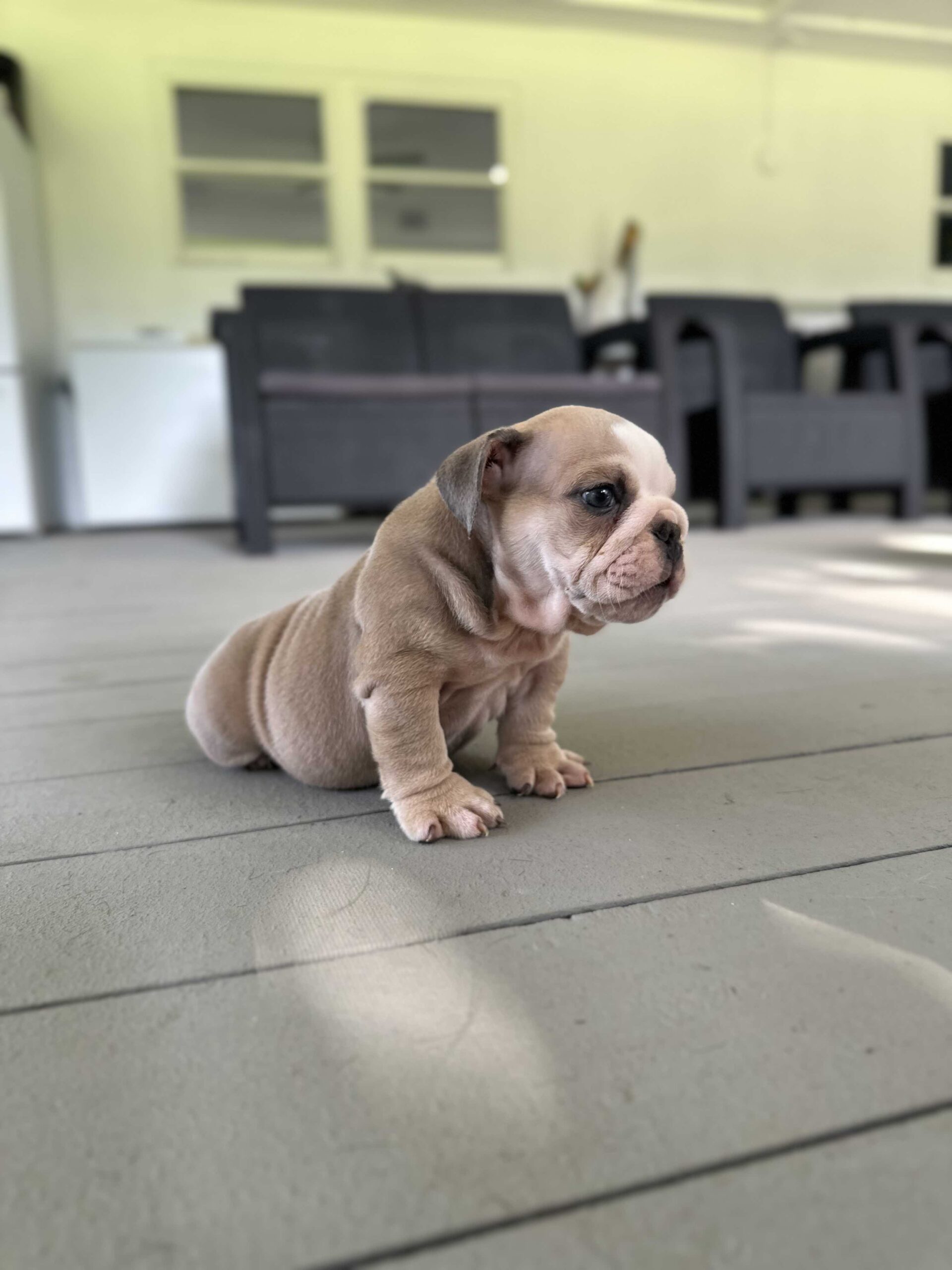 French Bulldog Big Rope Male , master bulldogs Tavo - 4