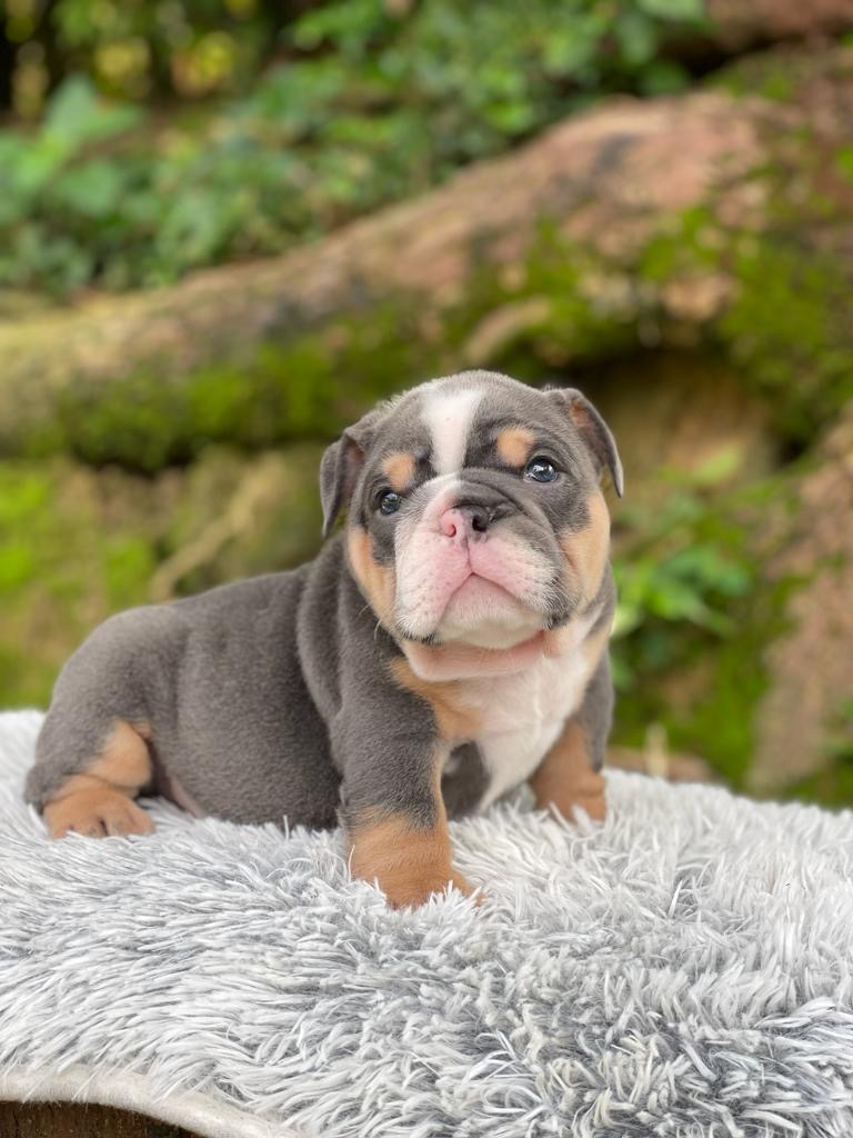 French Bulldog lilac fawn female,Master Bulldogs Antonella - 3