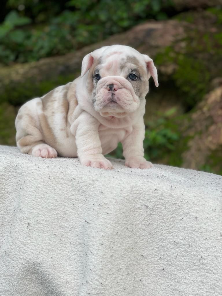 English Bulldog lilac fawn male available now - 3