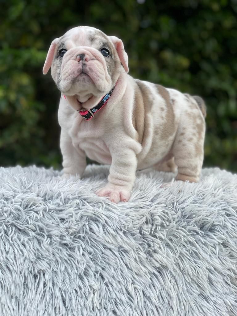 English Bulldog lilac fawn male available now - 4
