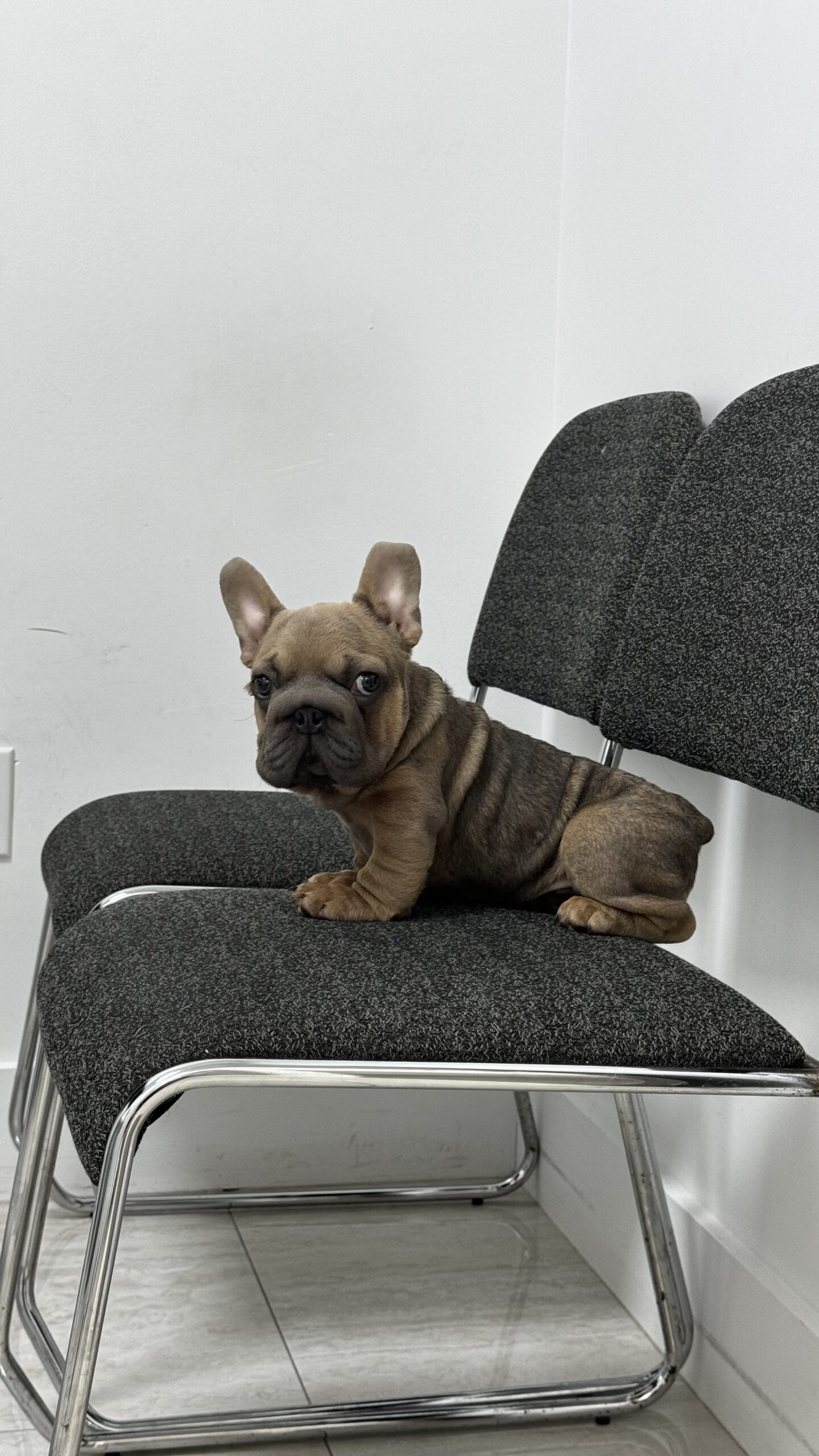 English bulldog blue tree and tan male available now - 5