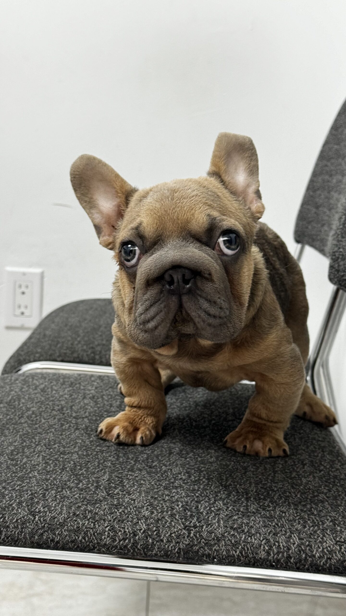 English bulldog blue tree and tan male available now - 4