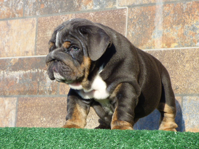 English bulldog lilac tree male available - 8