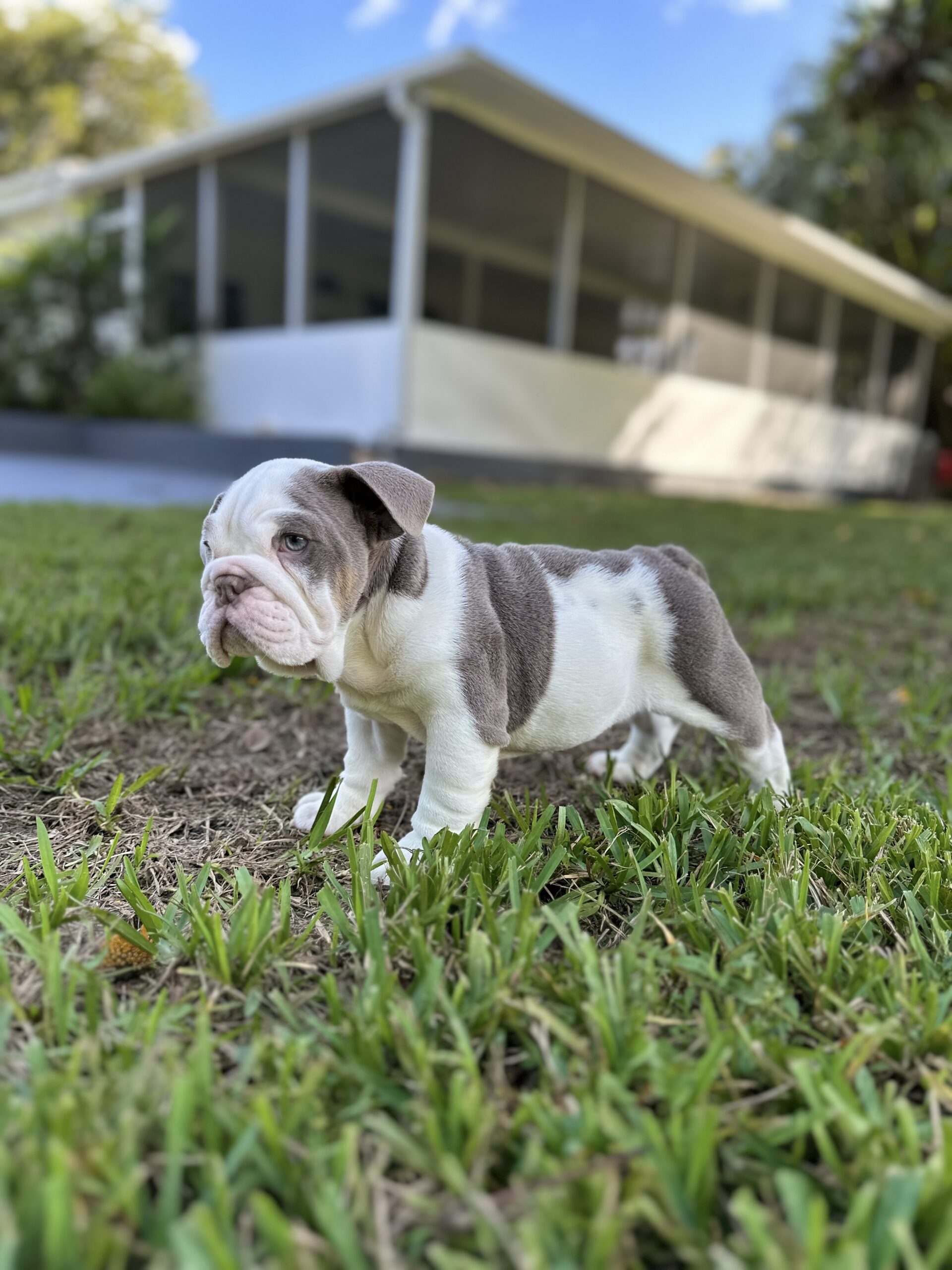 french bulldog Platinum Big rope velvet female available , Master bulldogs La Abuela