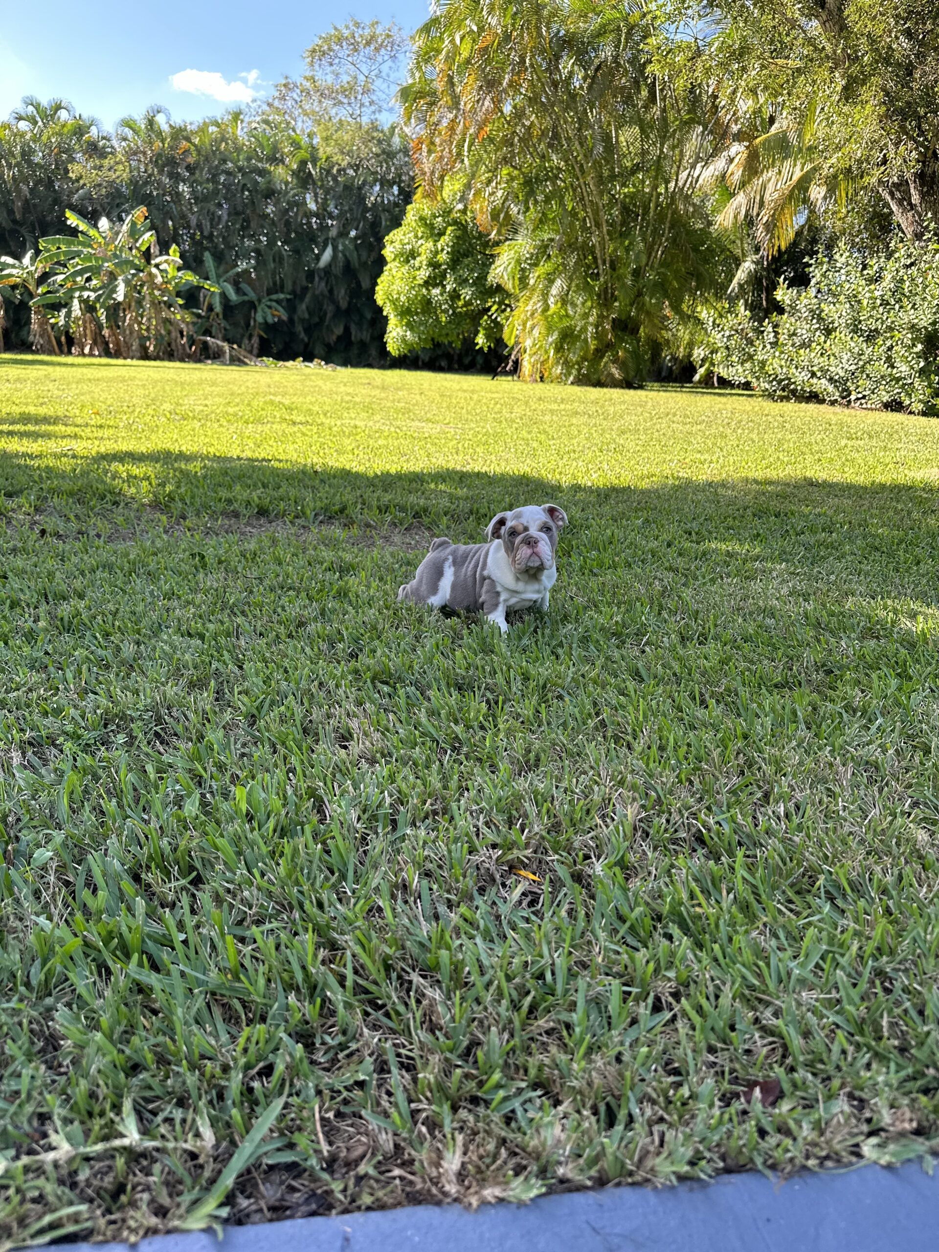French Bulldog Blue and tan Big Rope Velvet, Master Bulldogs Guillermo - 4
