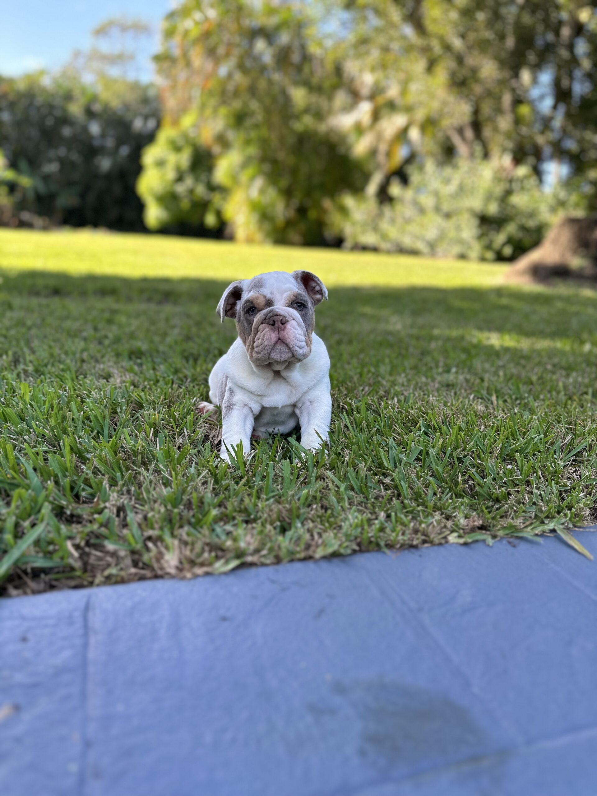 French Bulldog Blue and tan Big Rope Velvet, Master Bulldogs Guillermo
