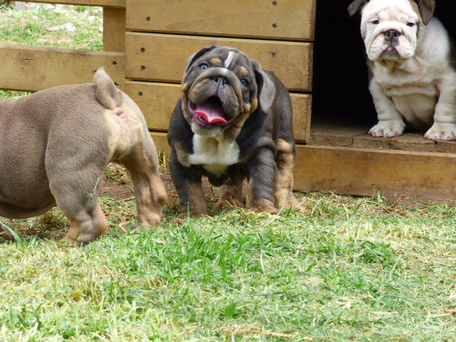 English bulldog lilac tree male available - 2