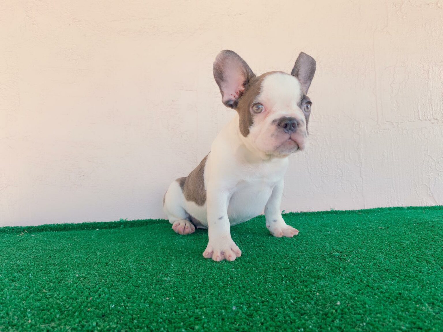 benito-beautiful-exotic-french-bulldog-choco-pied-isabella-carrier